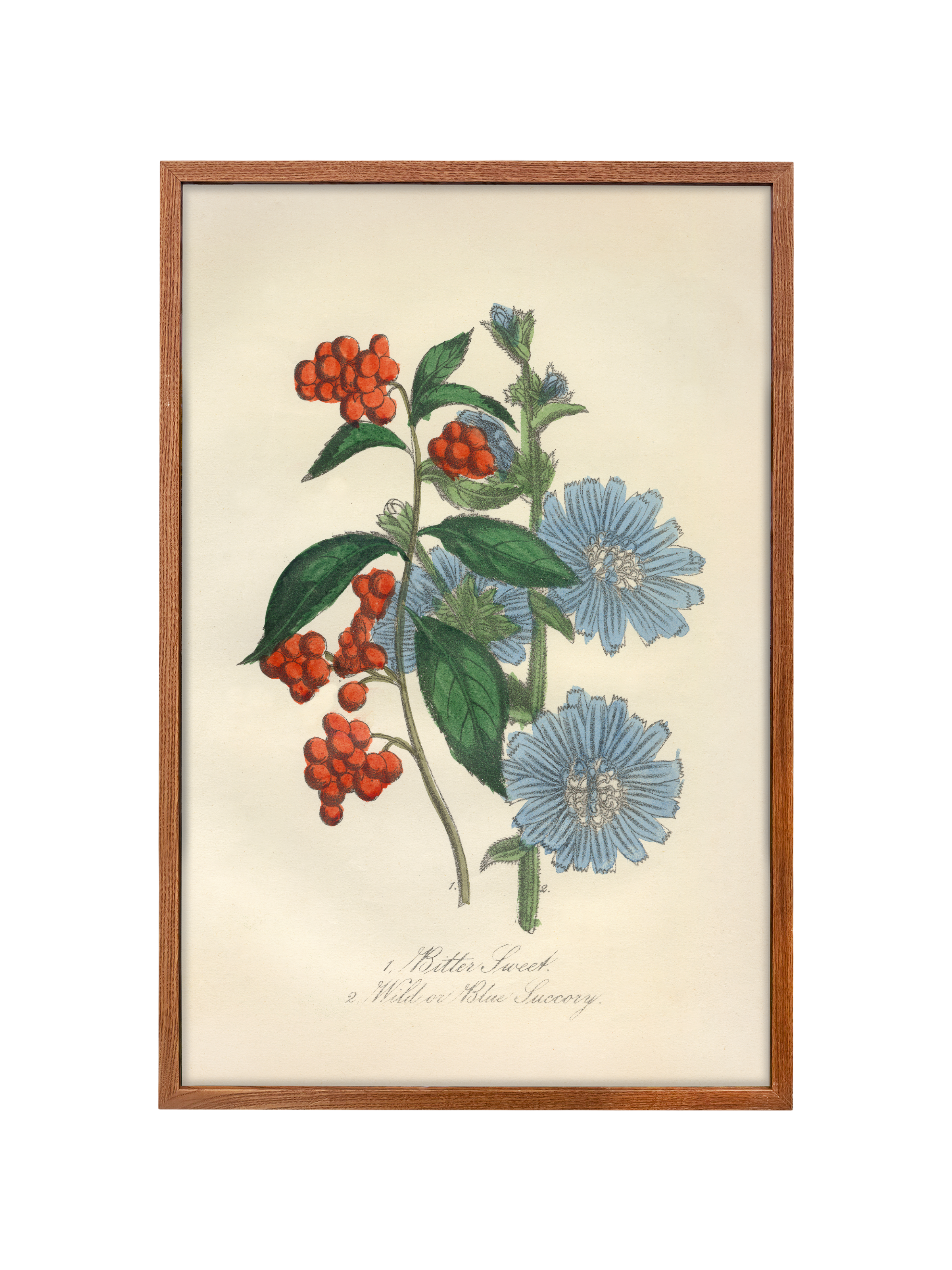 Bittersweet & Wild Chicory | Canvas