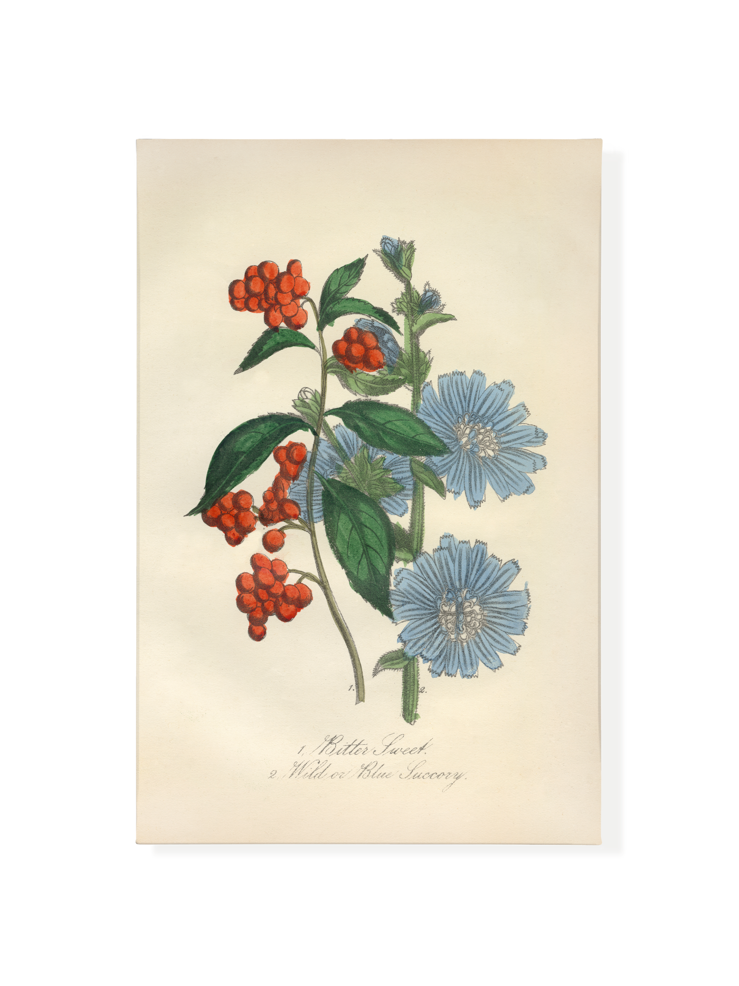Bittersweet & Wild Chicory | Canvas