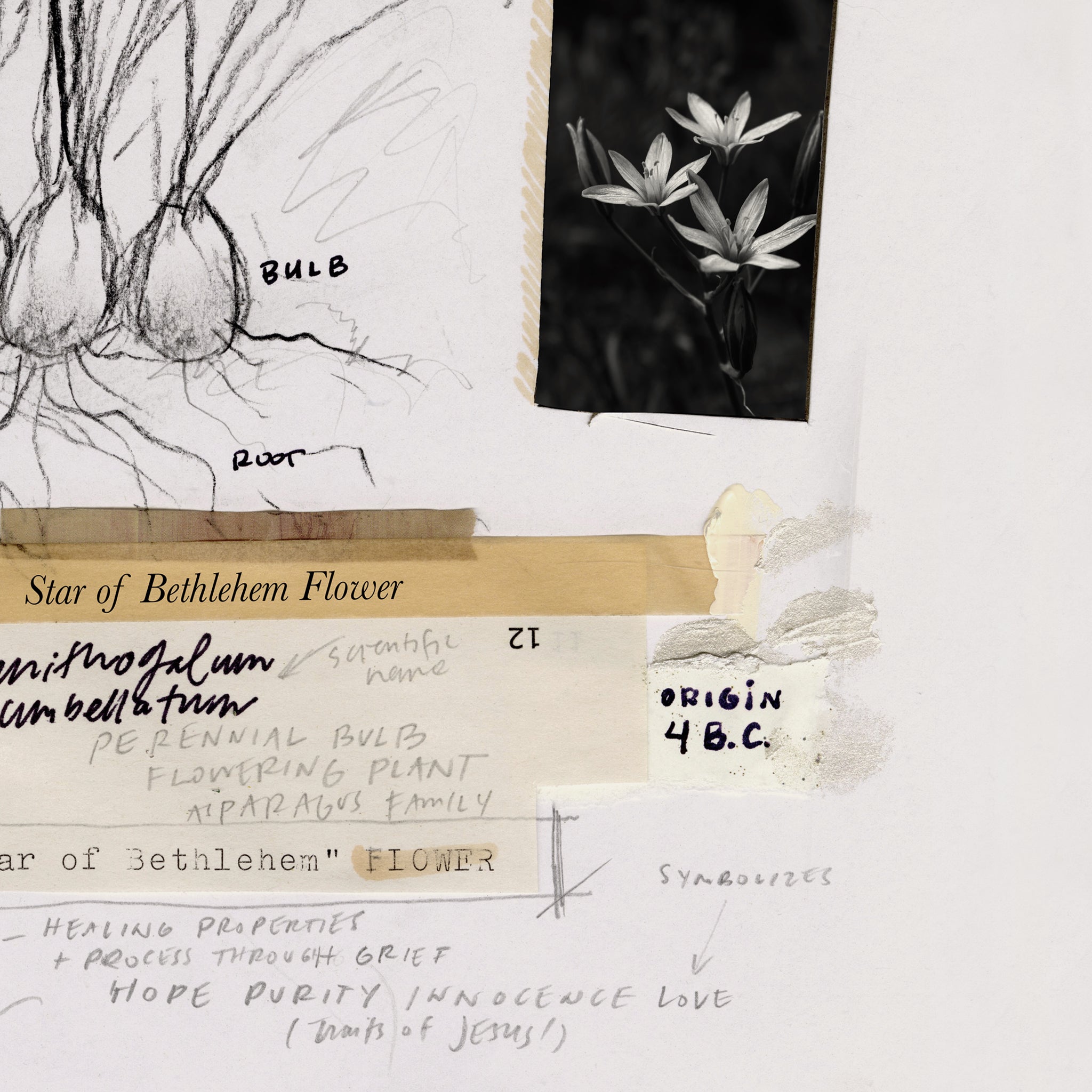 Star of Bethlehem Flower Luxe Art Print
