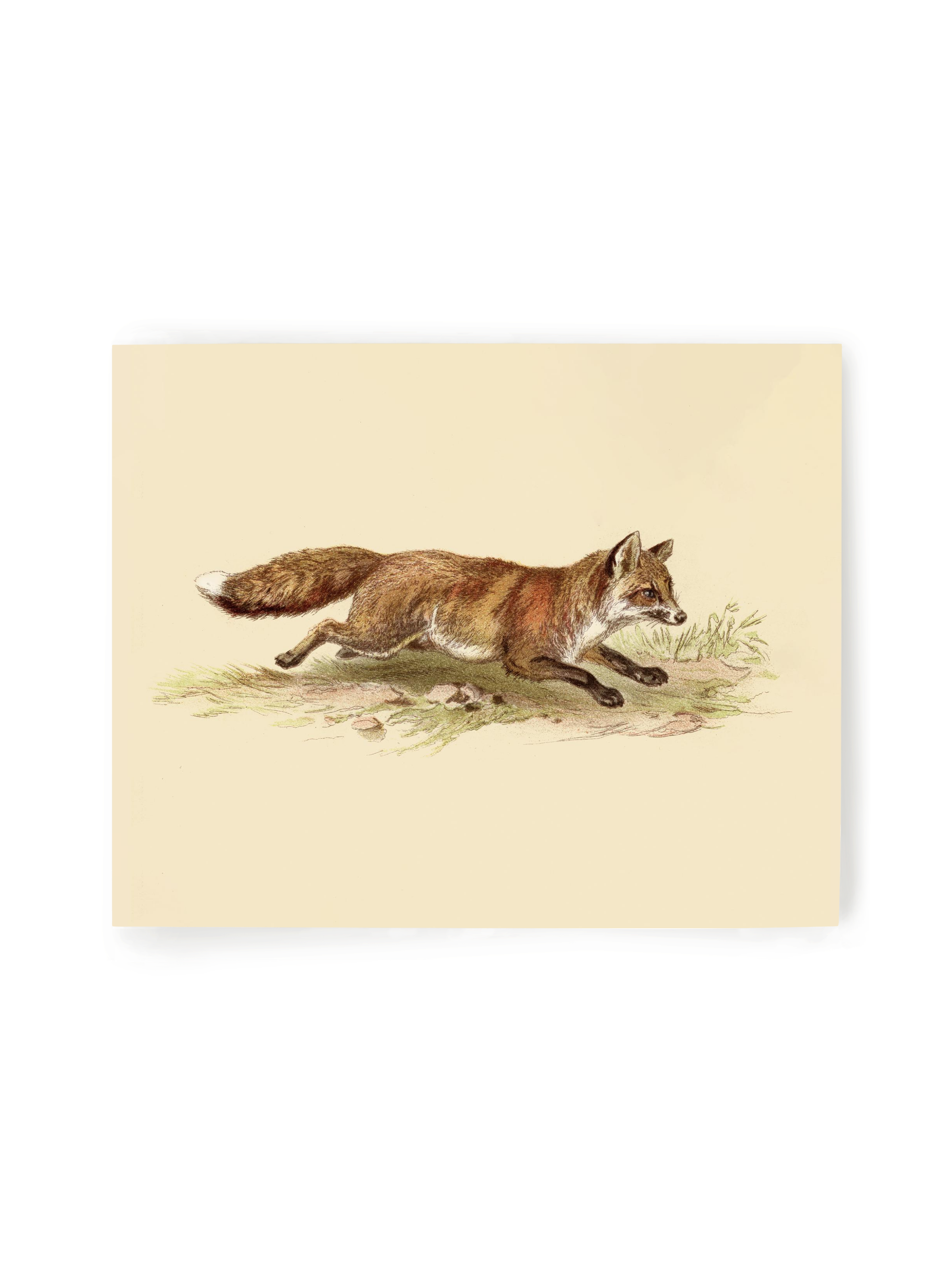 Foxy on the Run | Art Print