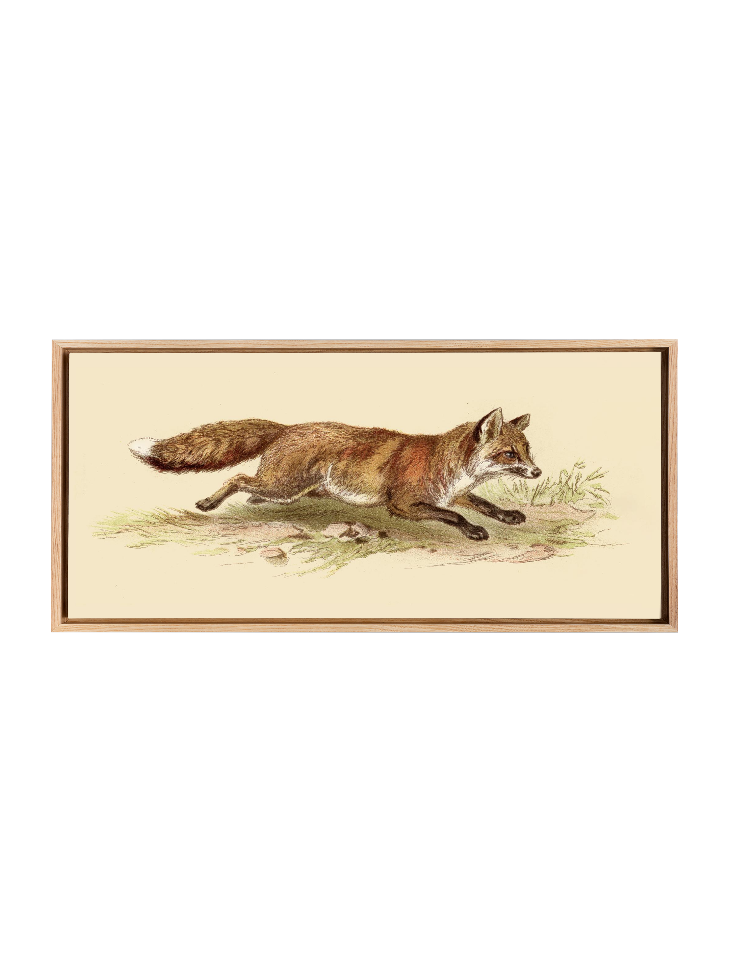 Foxy on the Run | Canvas