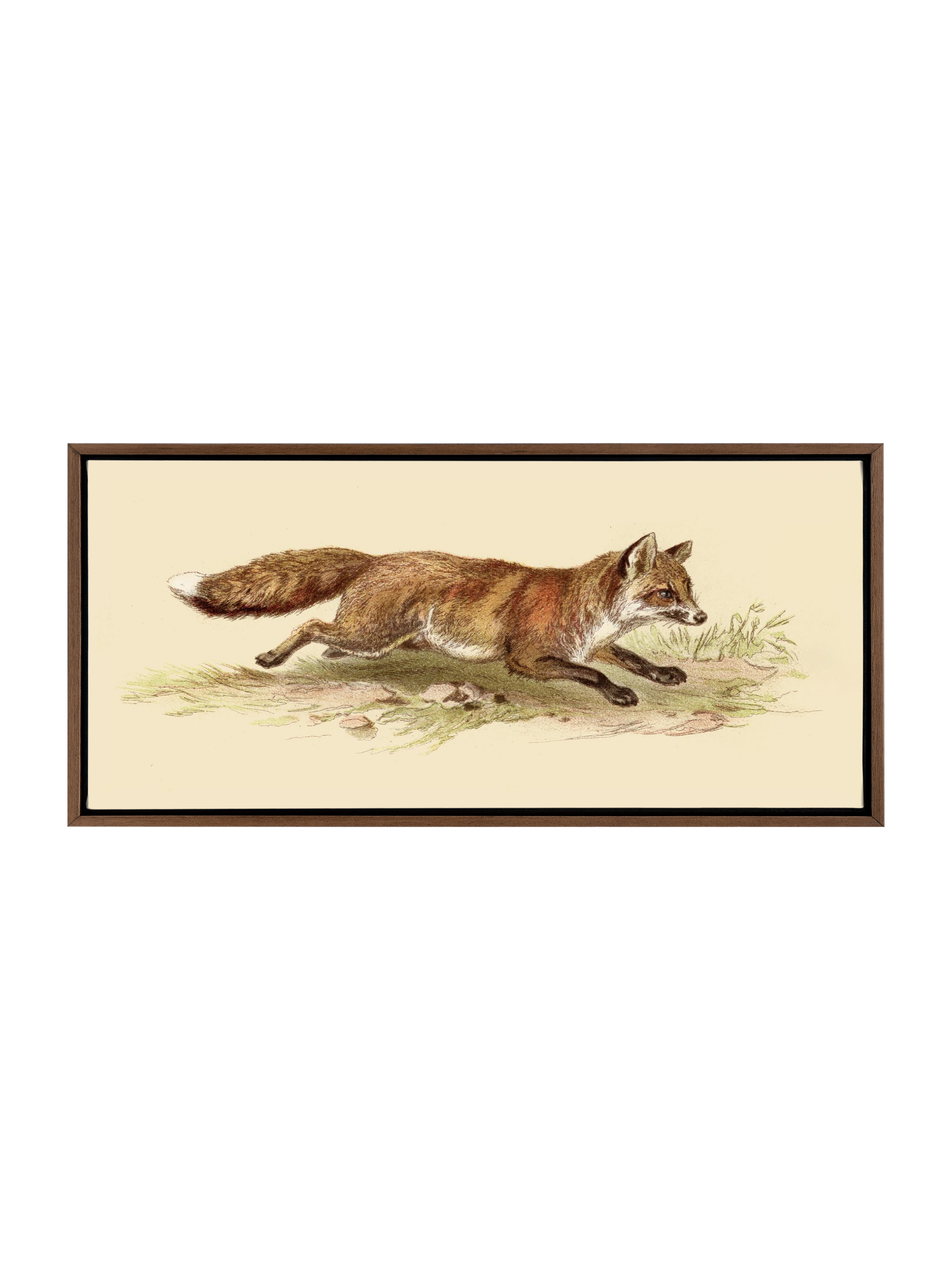 Foxy on the Run | Canvas