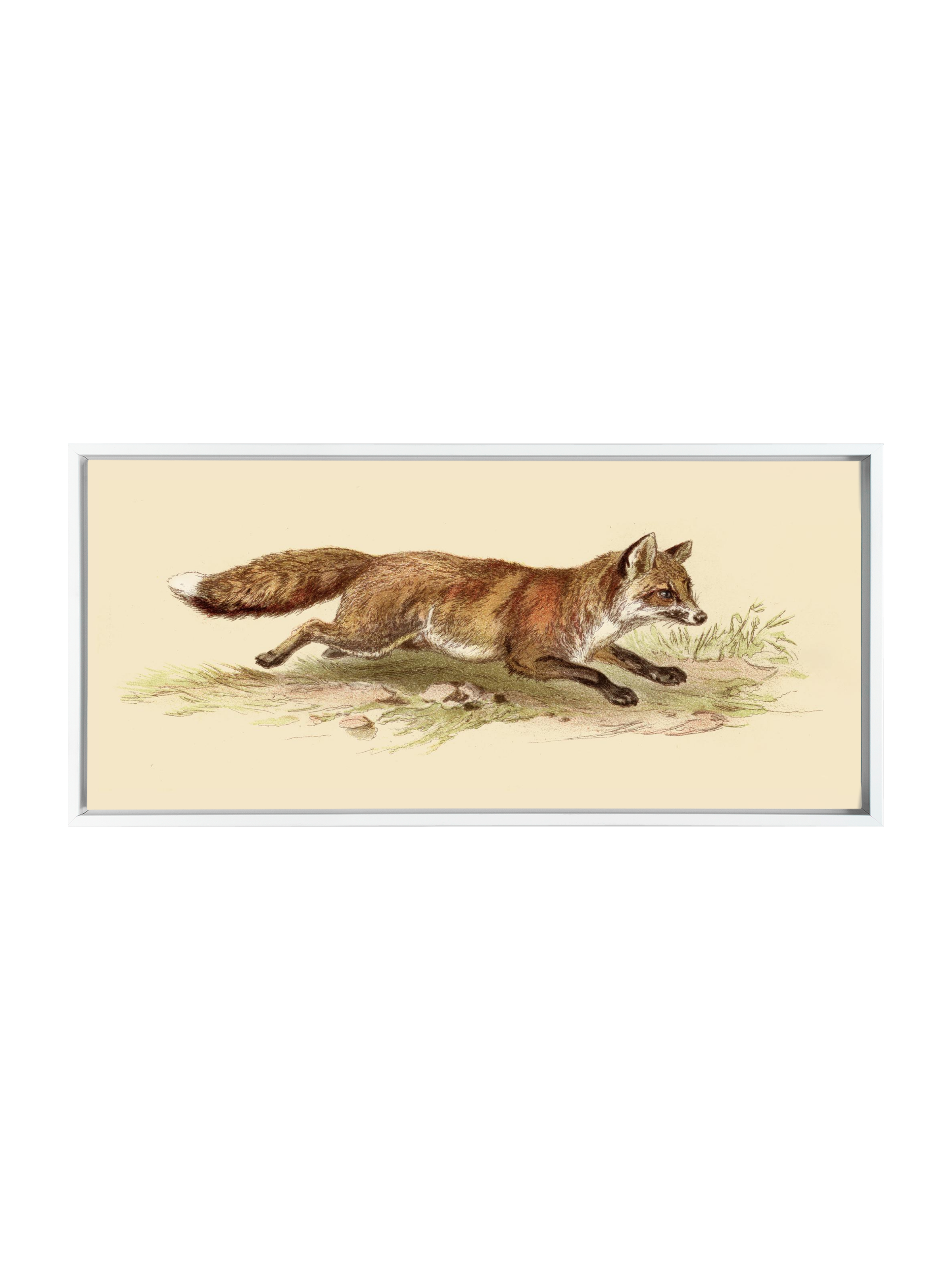 Foxy on the Run | Canvas
