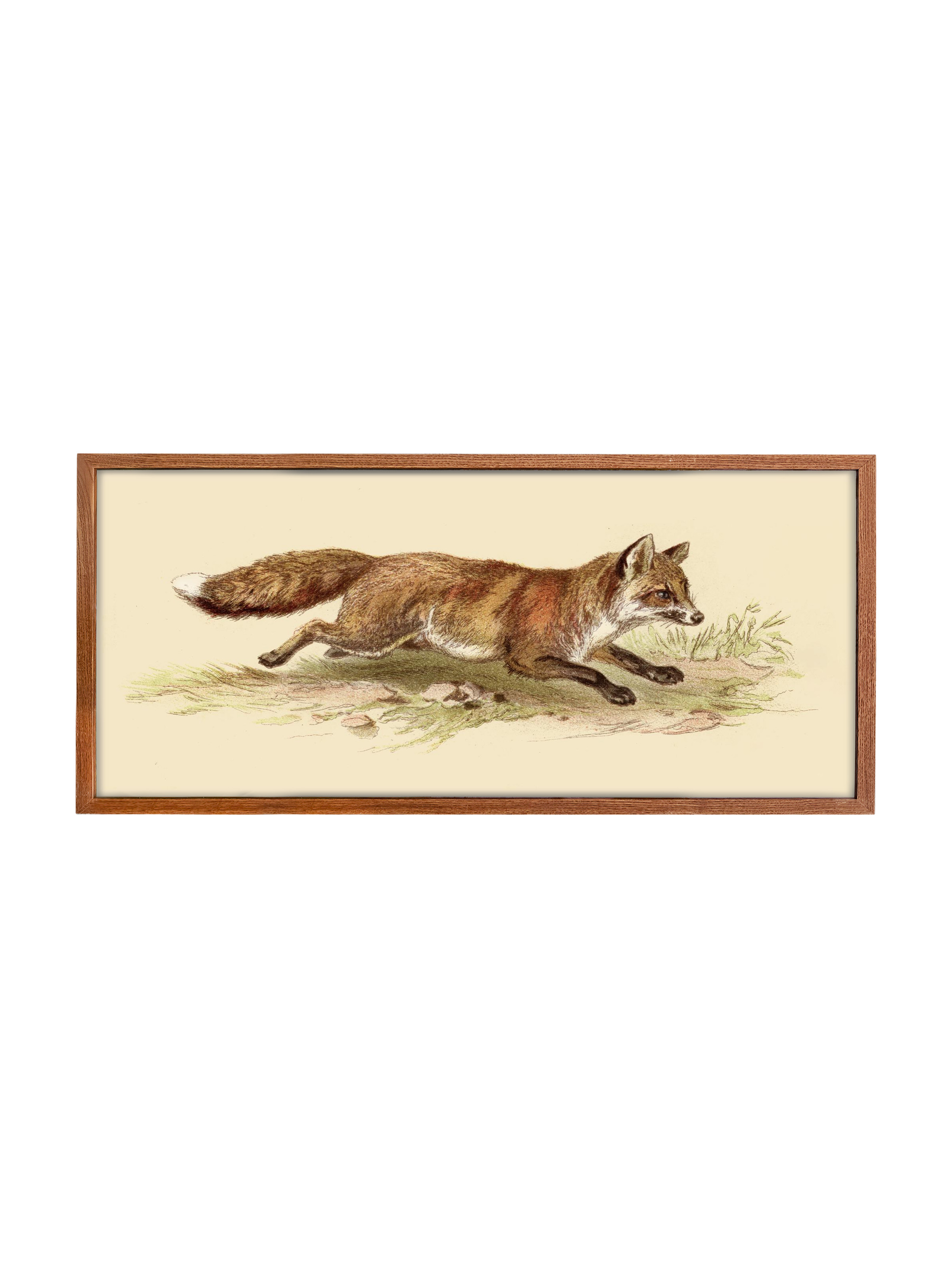 Foxy on the Run | Canvas