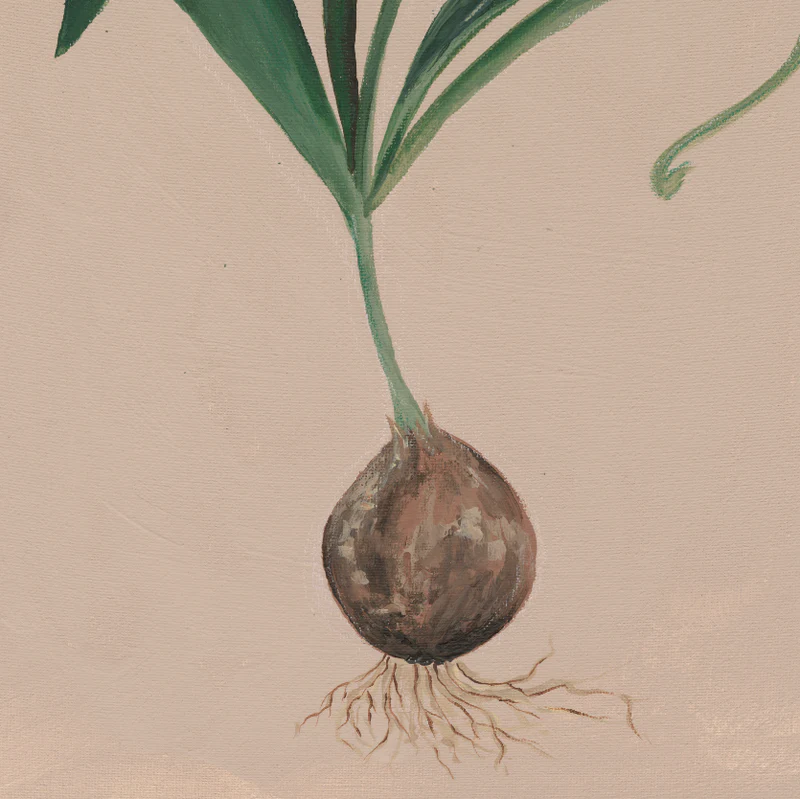 Rembrandt Tulip Botanical Luxe Art Print