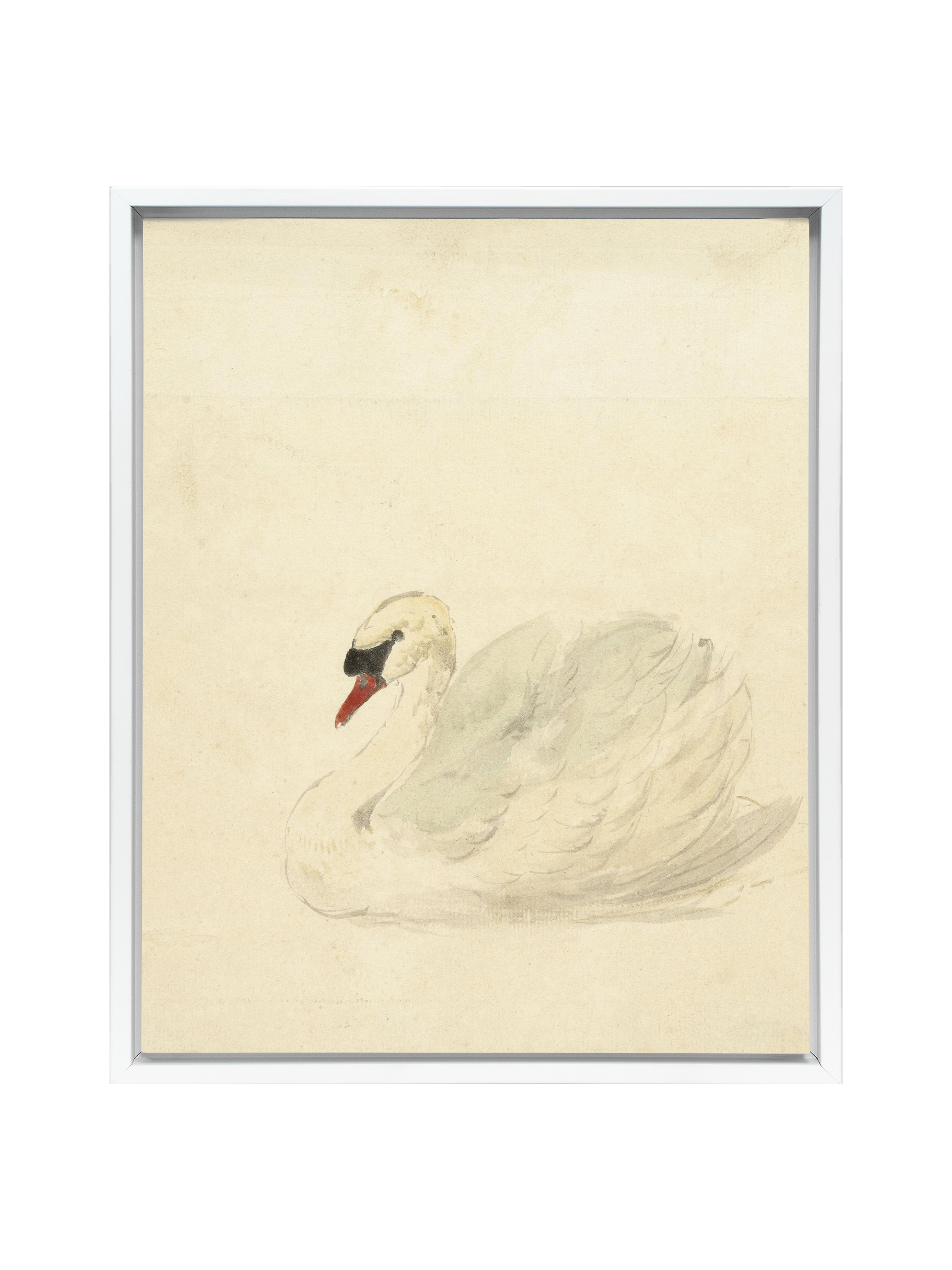 Ivory Swan | Canvas