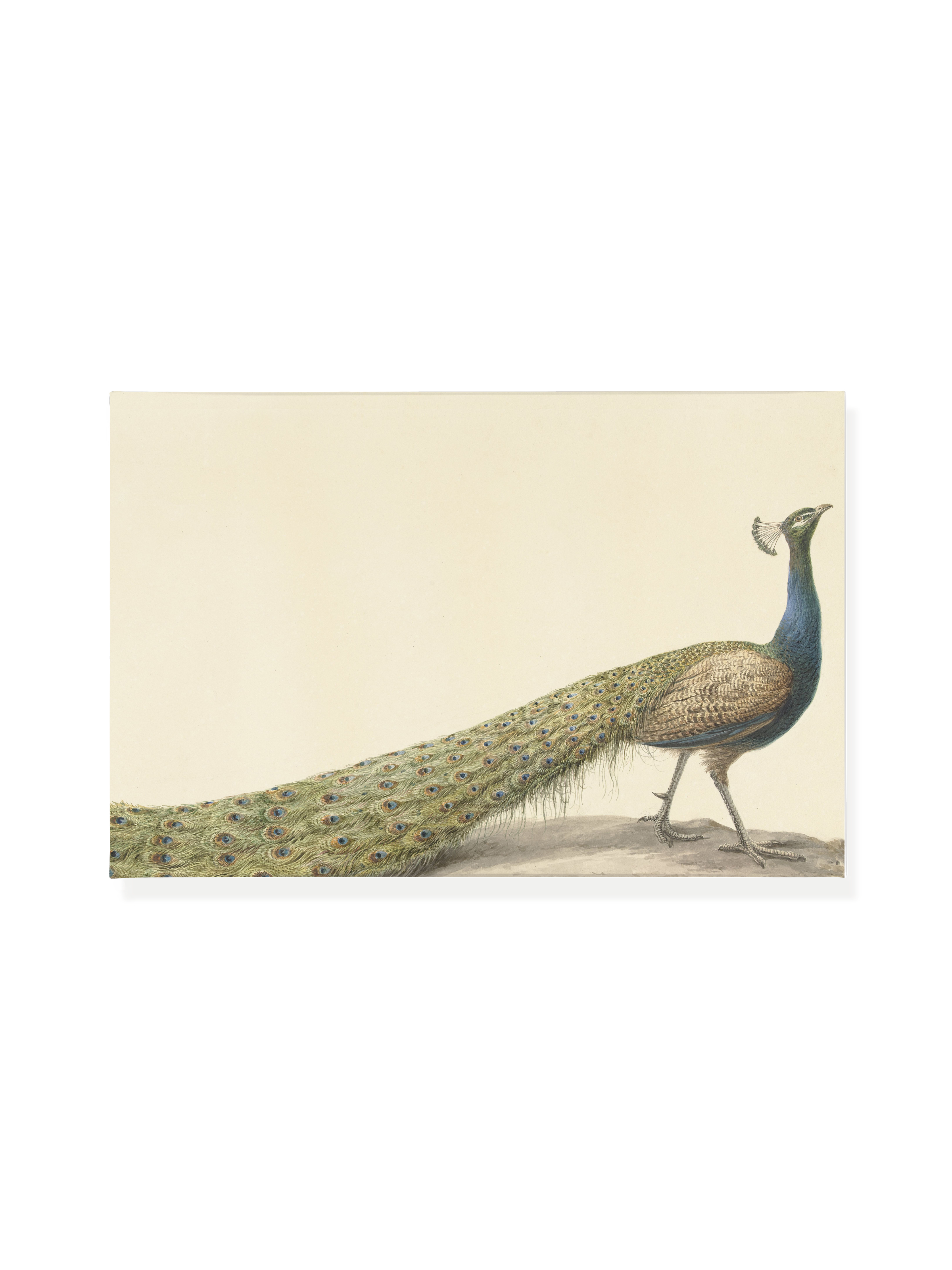 Mr. Peacock | Canvas