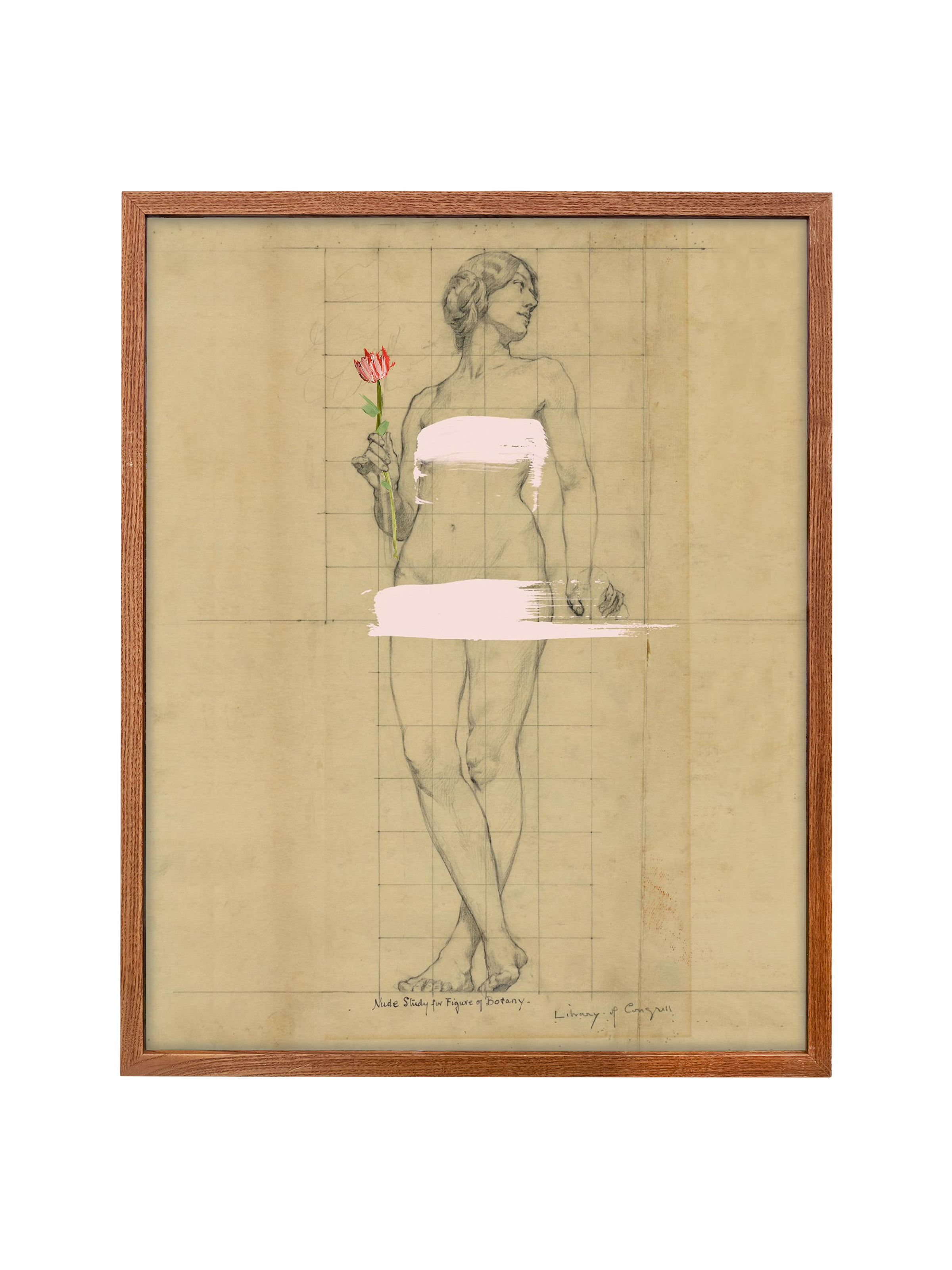 Painted Lady | Canvas