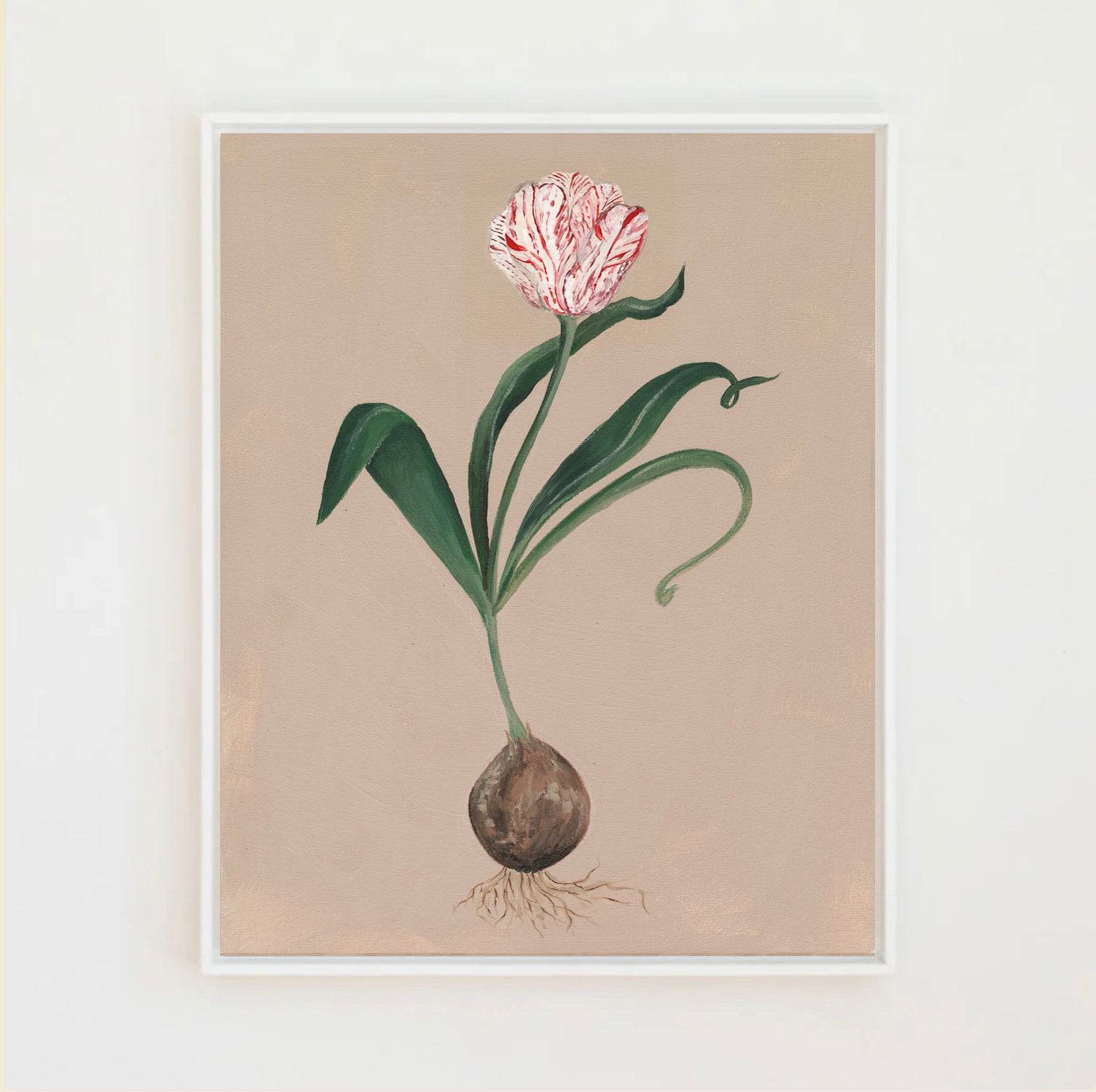 Rembrandt Tulip Botanical Canvas Wall Art