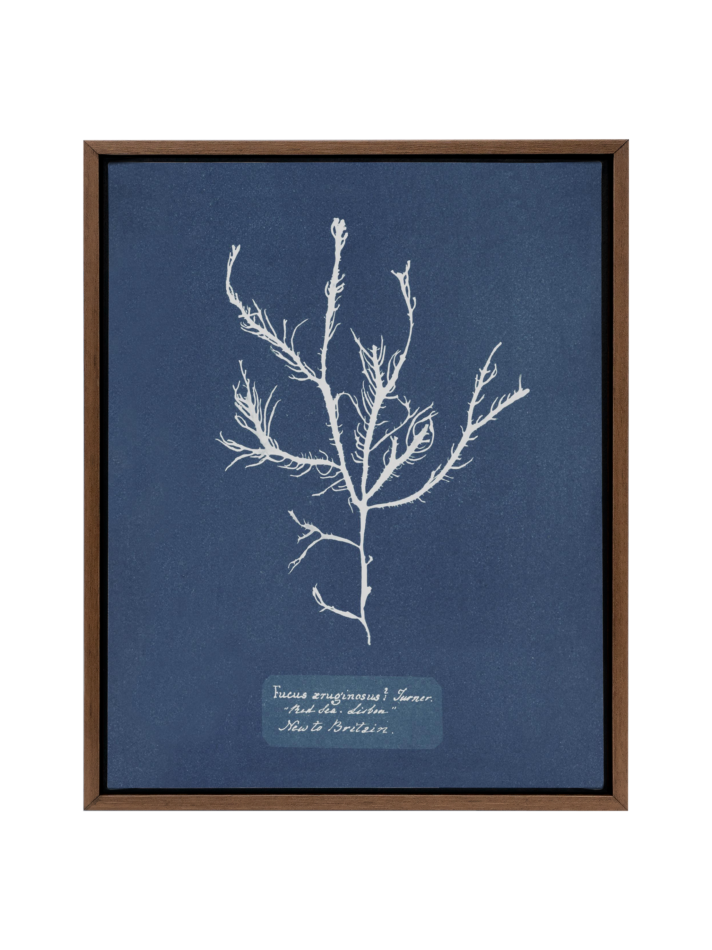 Sea Specimen | Canvas