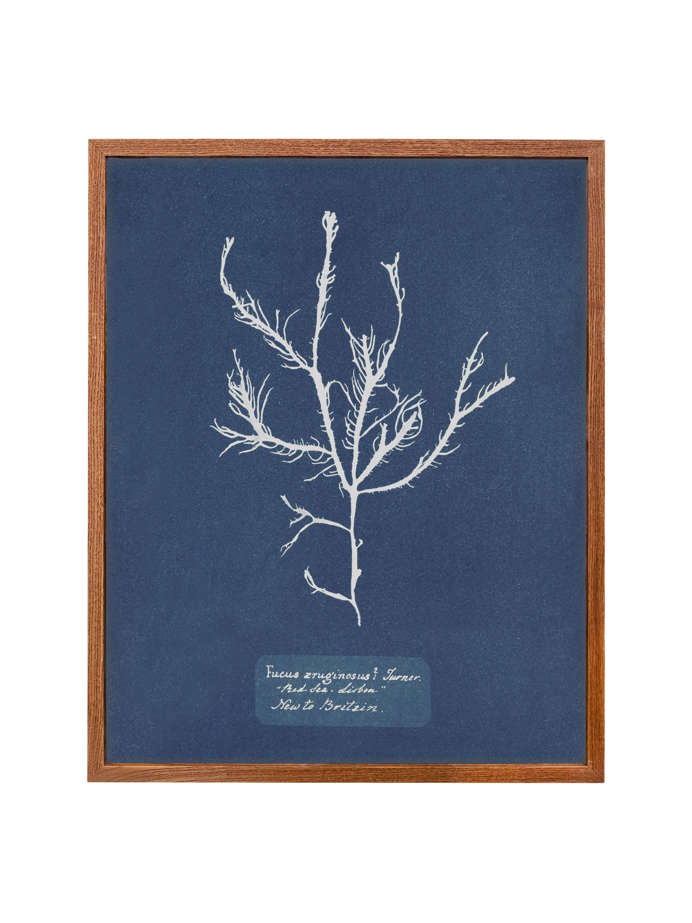 Sea Specimen | Canvas