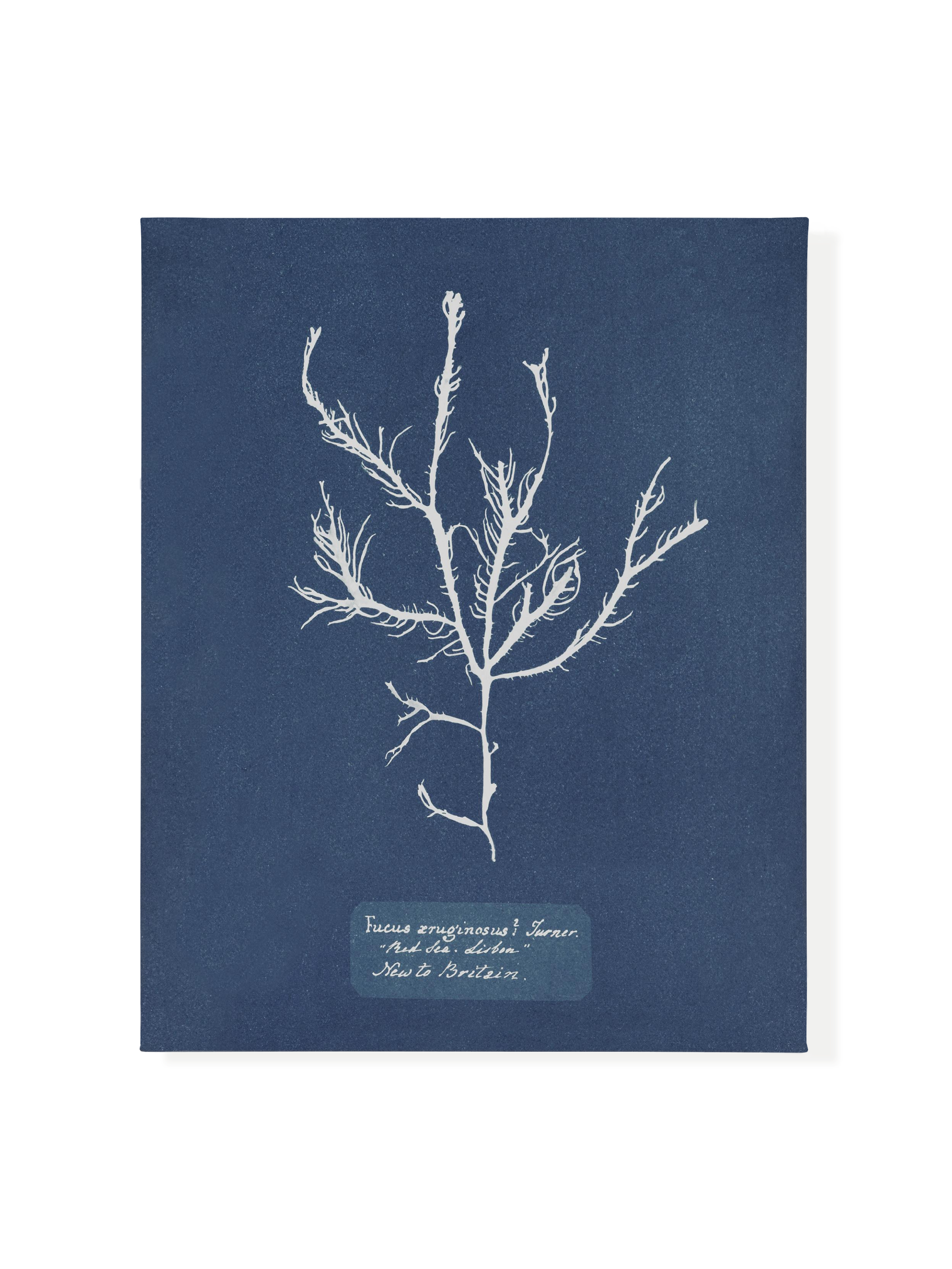 Sea Specimen | Canvas