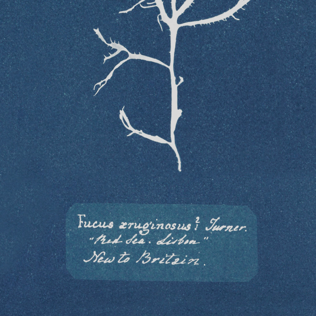 Sea Specimen | Art Print