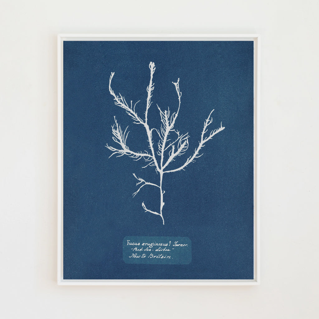 Sea Specimen | Canvas
