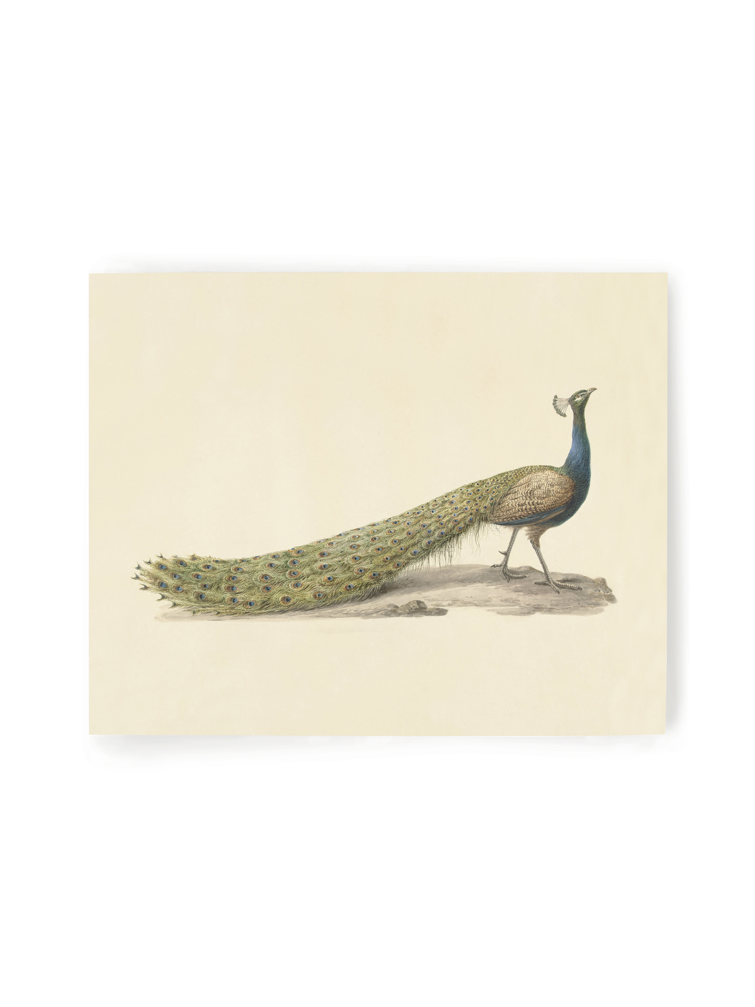 Mr. Peacock Luxe Art Print