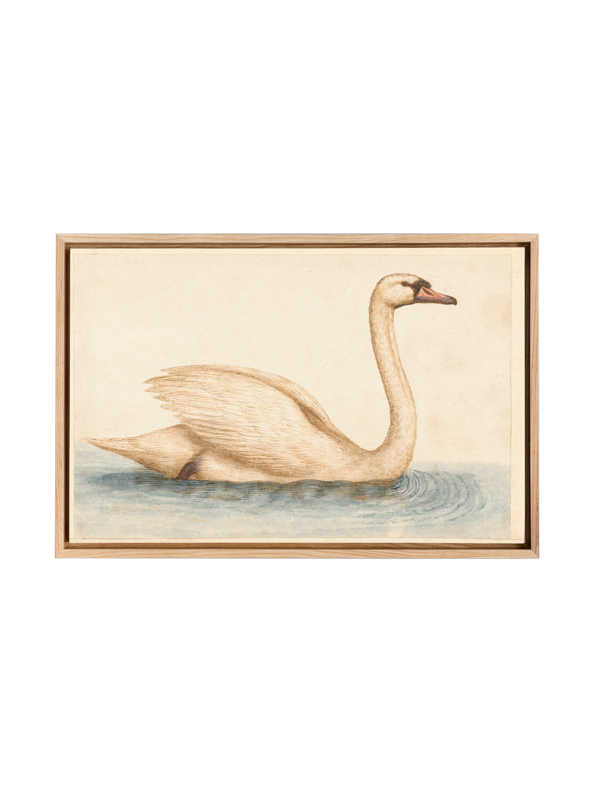 Vintage Swan | Canvas