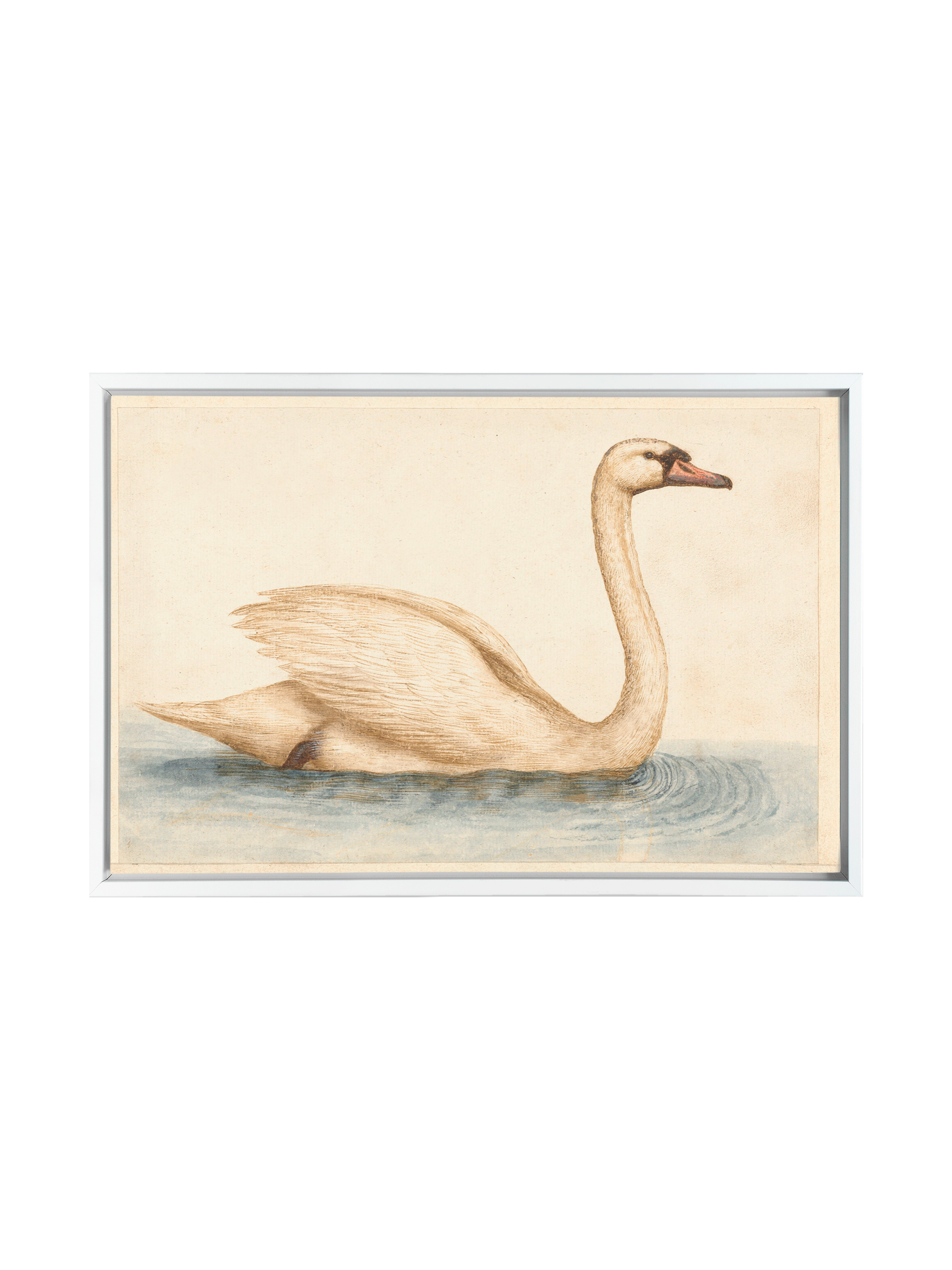Vintage Swan | Canvas