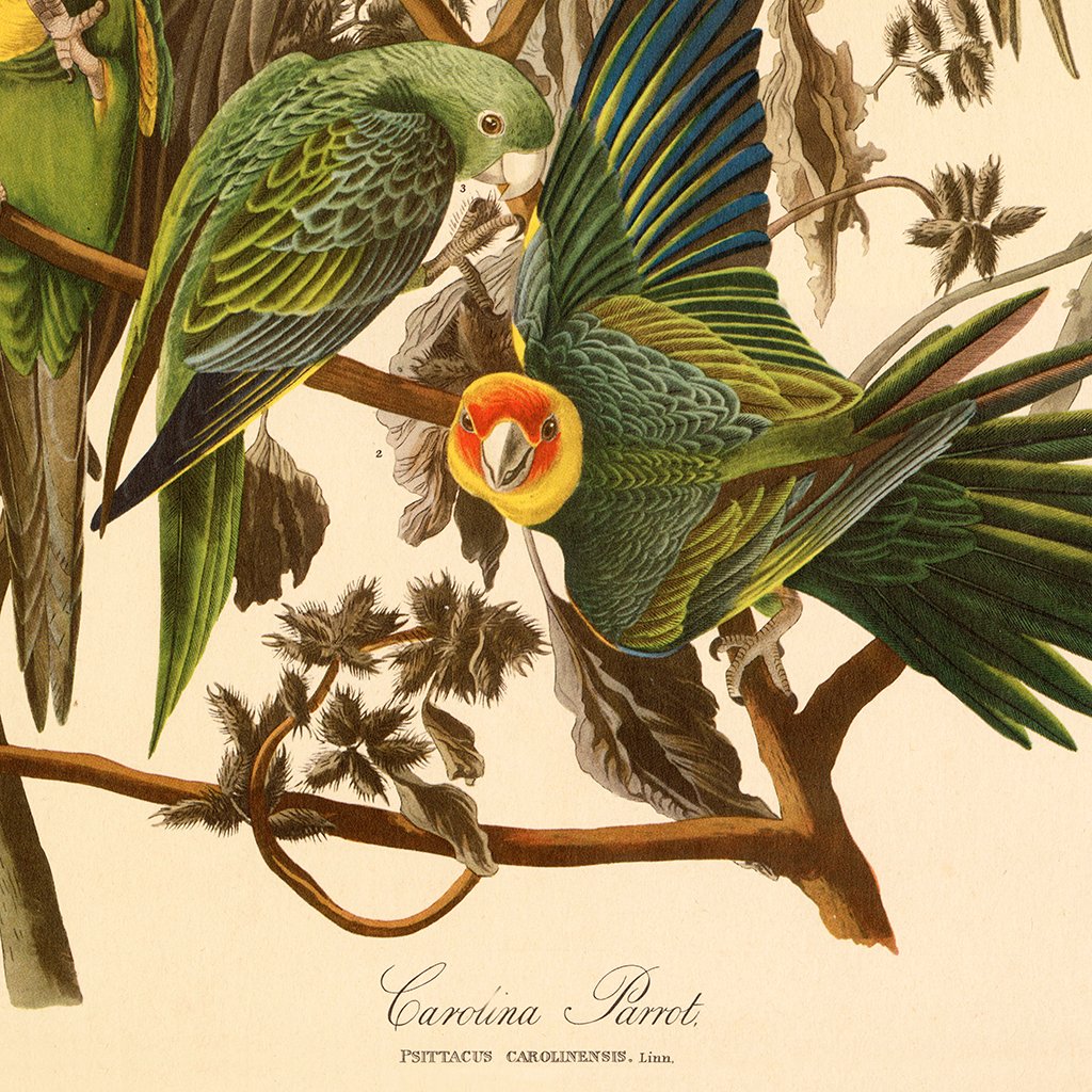 Design details for vintage reproduction Carolina Parrots Botanical