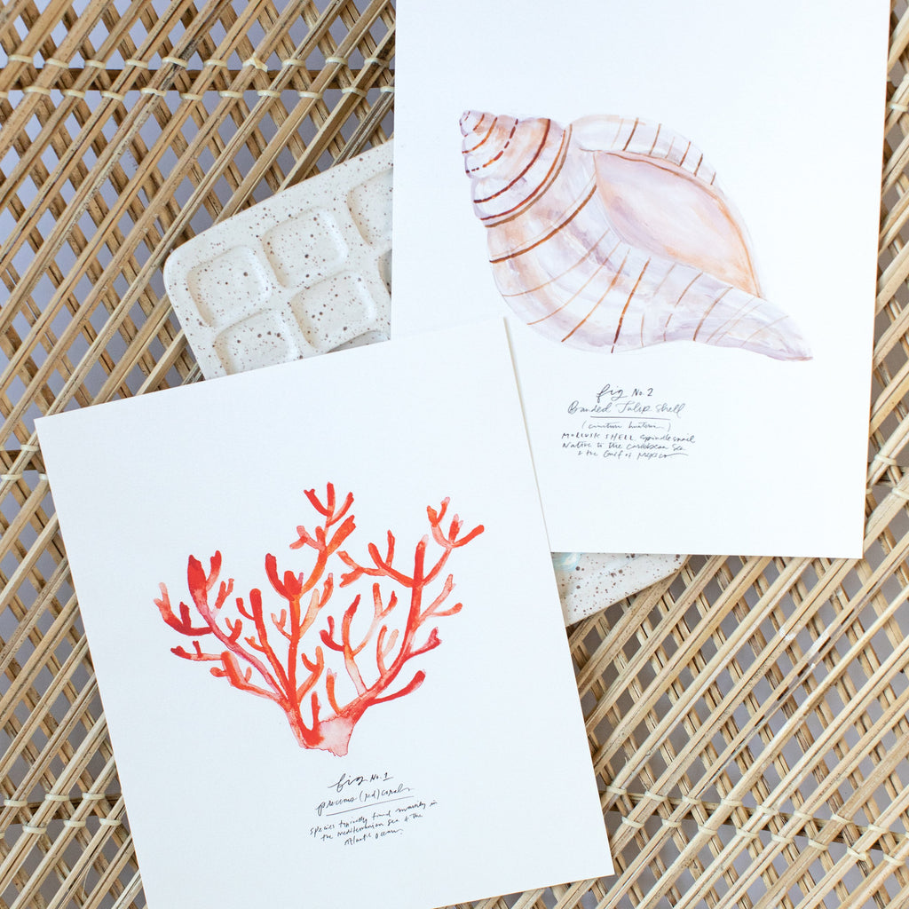 red coral mini + tulip shell mini unframed art prints, size 8 x 10