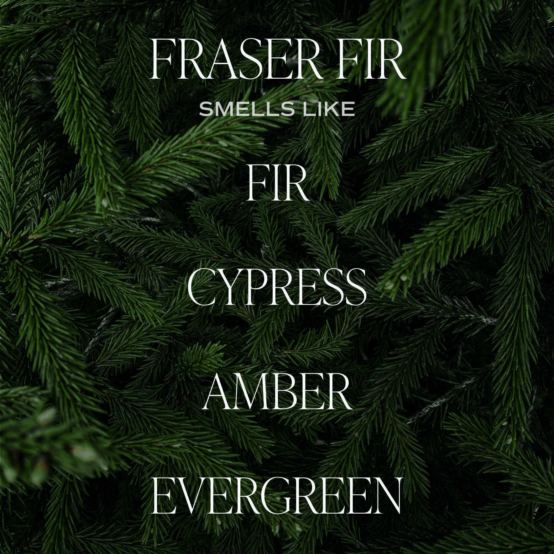 Fraser Fir Soy Candle (White Jar 11 oz)