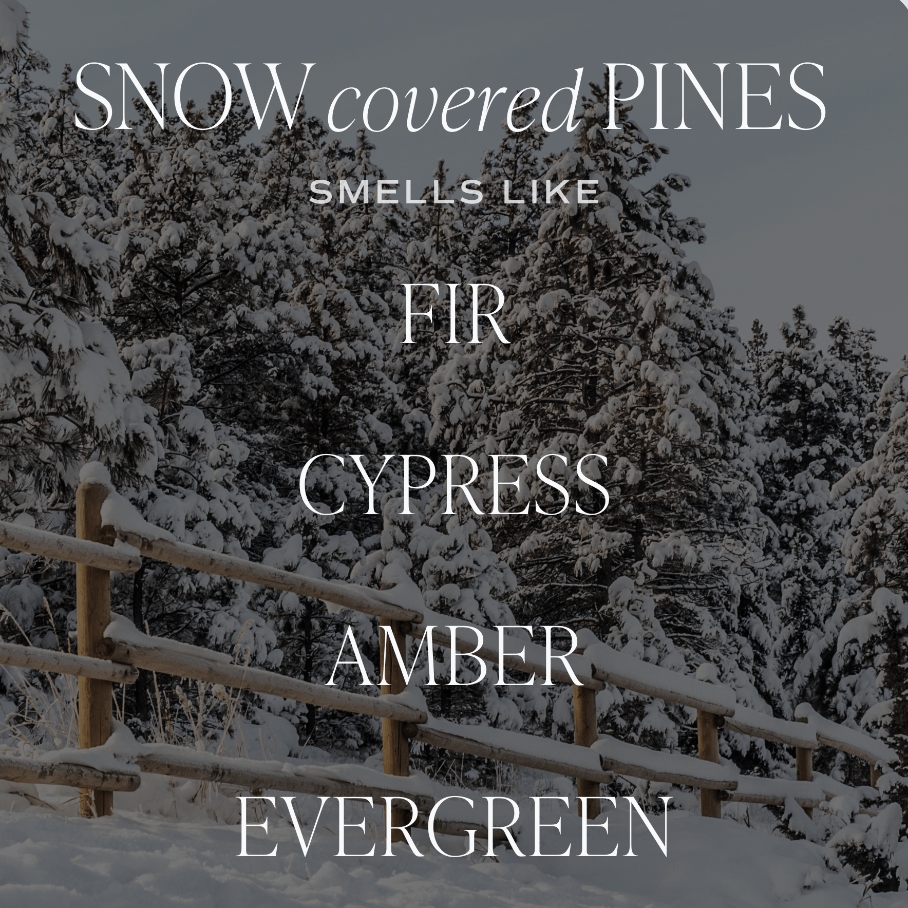 Snow Covered Pines Soy Candle (15oz Green Matte Jar – Fraser Fir)
