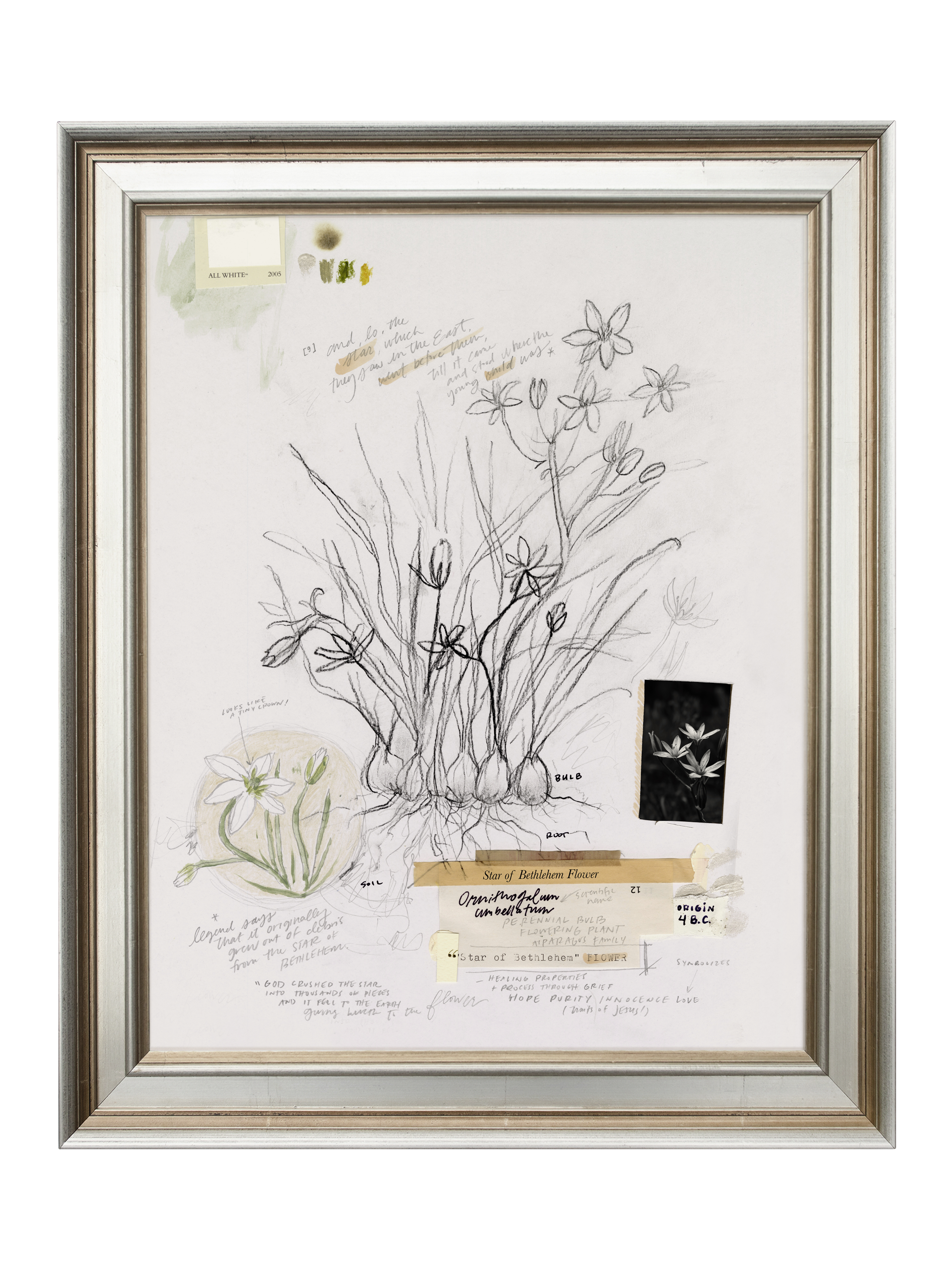 Star of Bethlehem Flower | Canvas