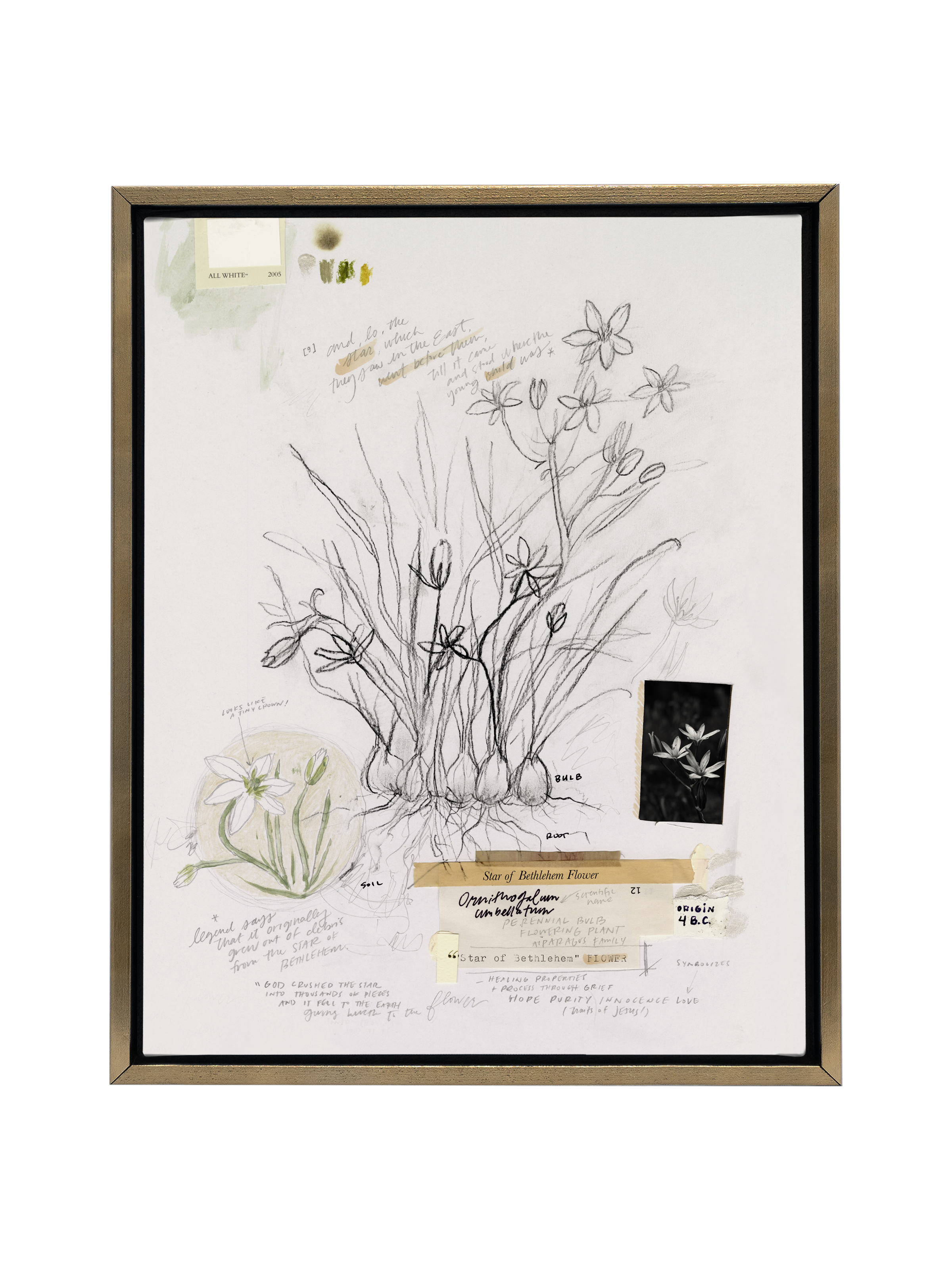 Star of Bethlehem Flower | Canvas