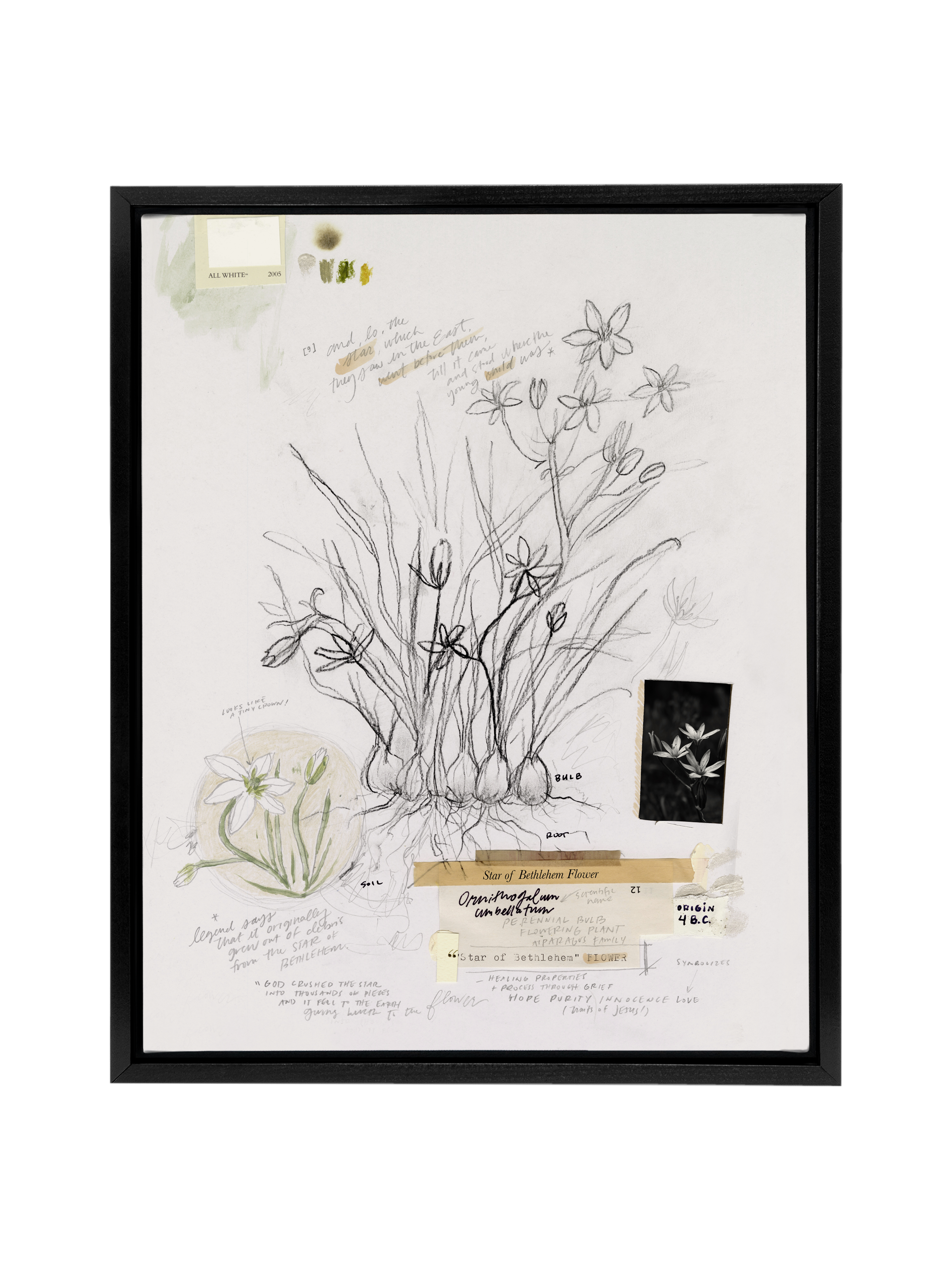 Star of Bethlehem Flower | Canvas