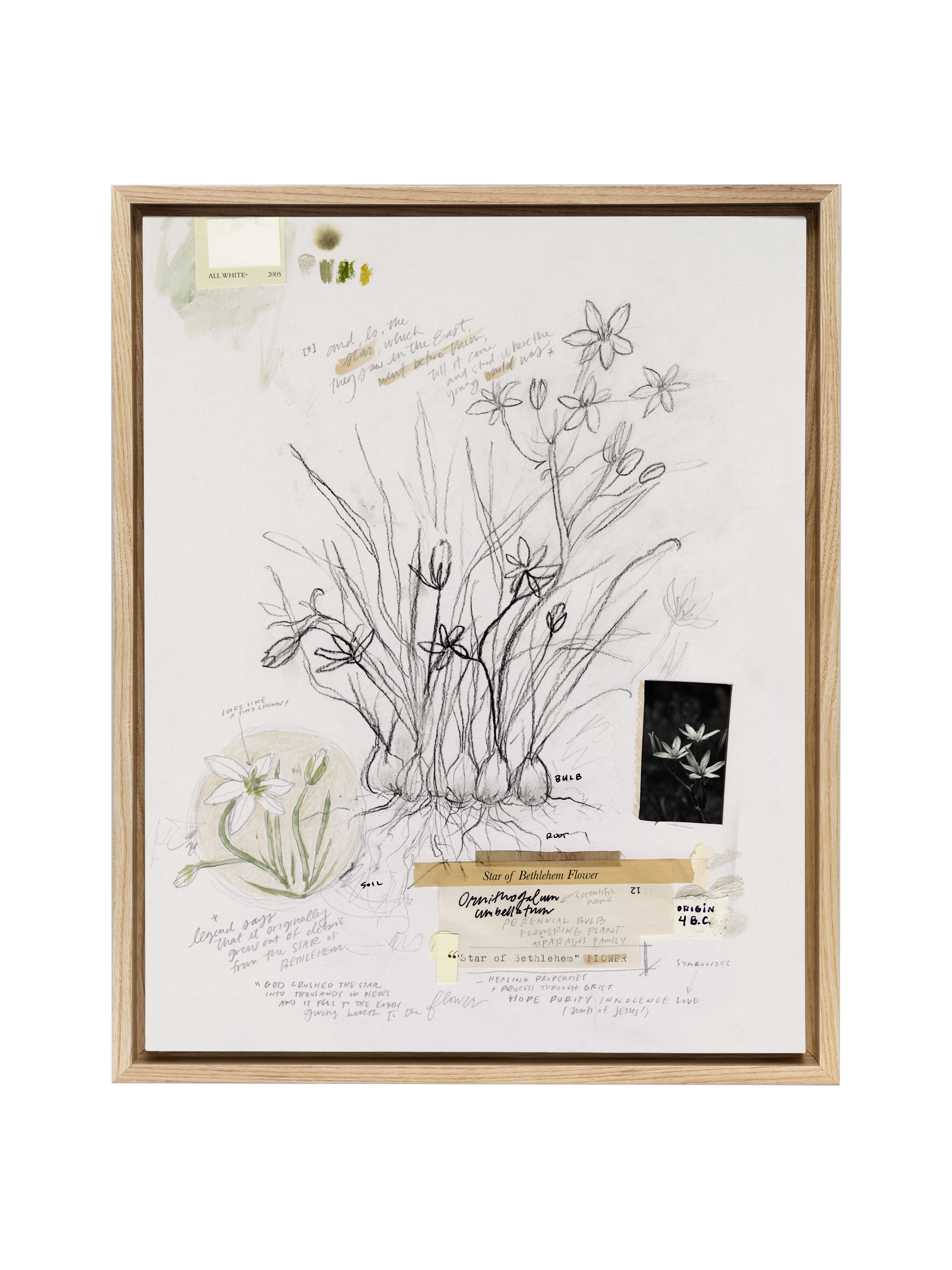 Star of Bethlehem Flower | Canvas