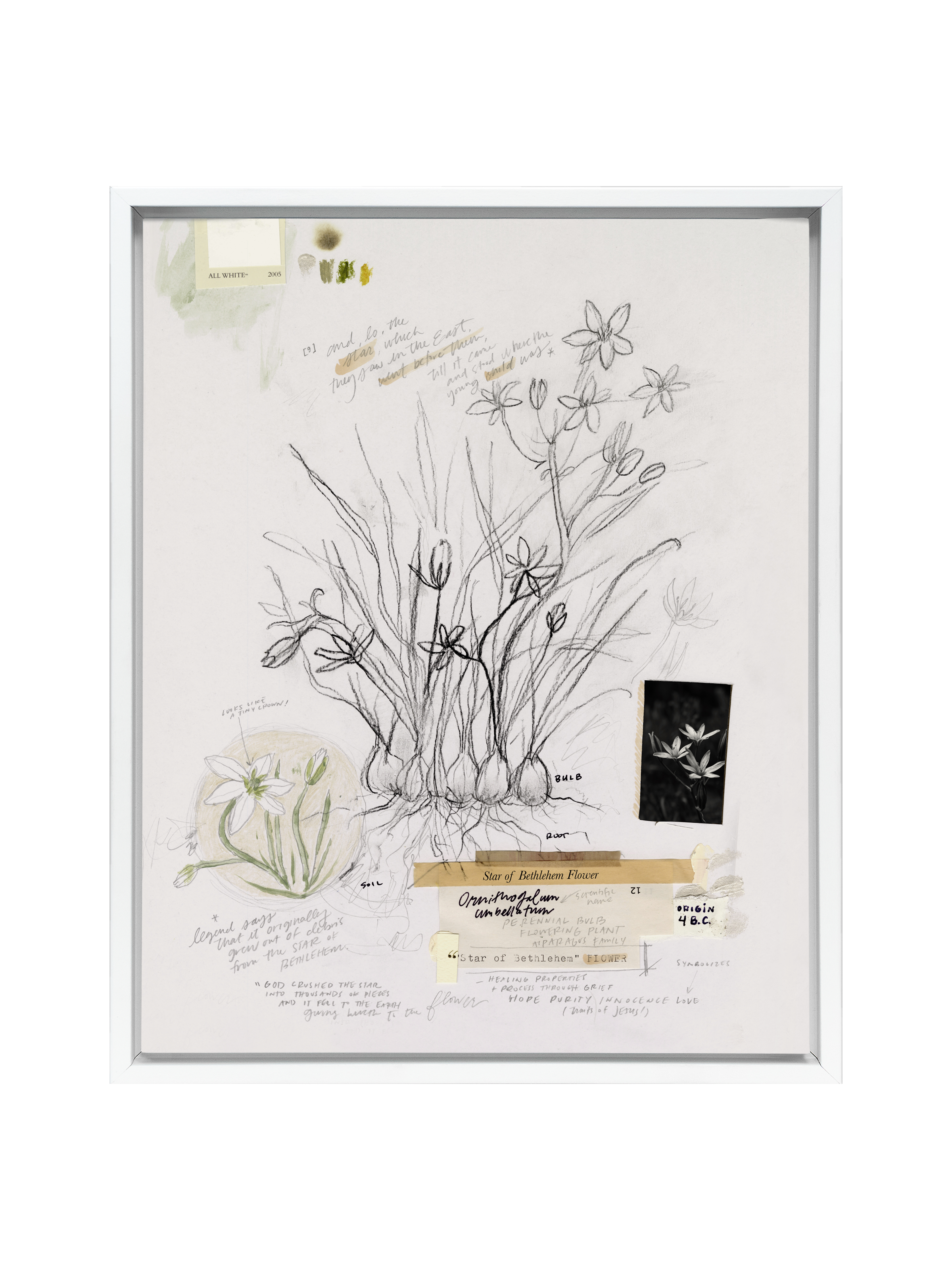 Star of Bethlehem Flower | Canvas