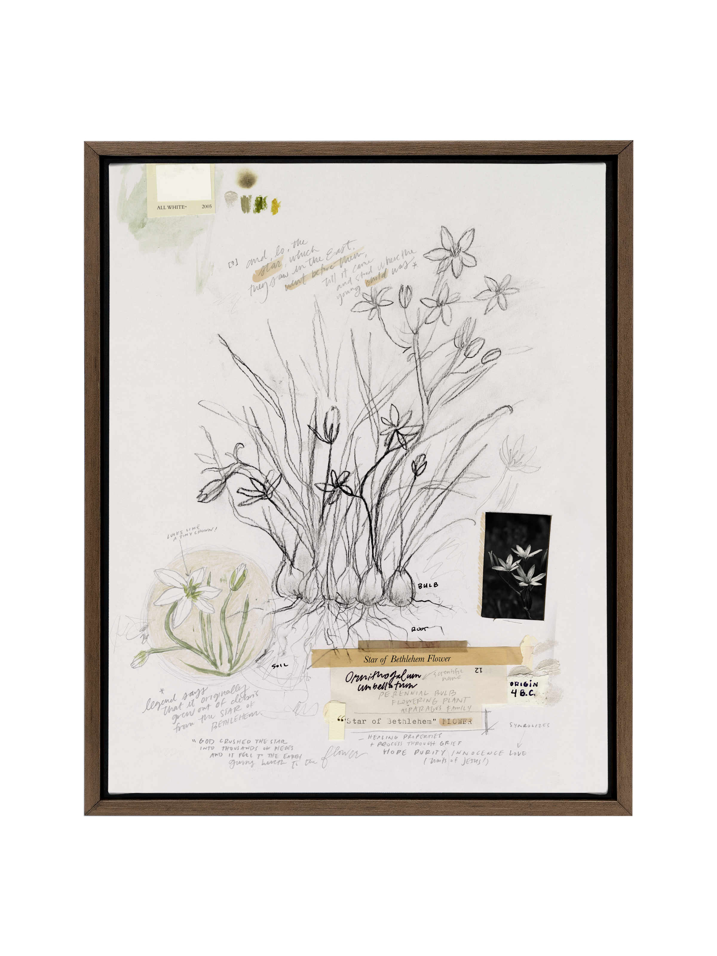 Star of Bethlehem Flower | Canvas