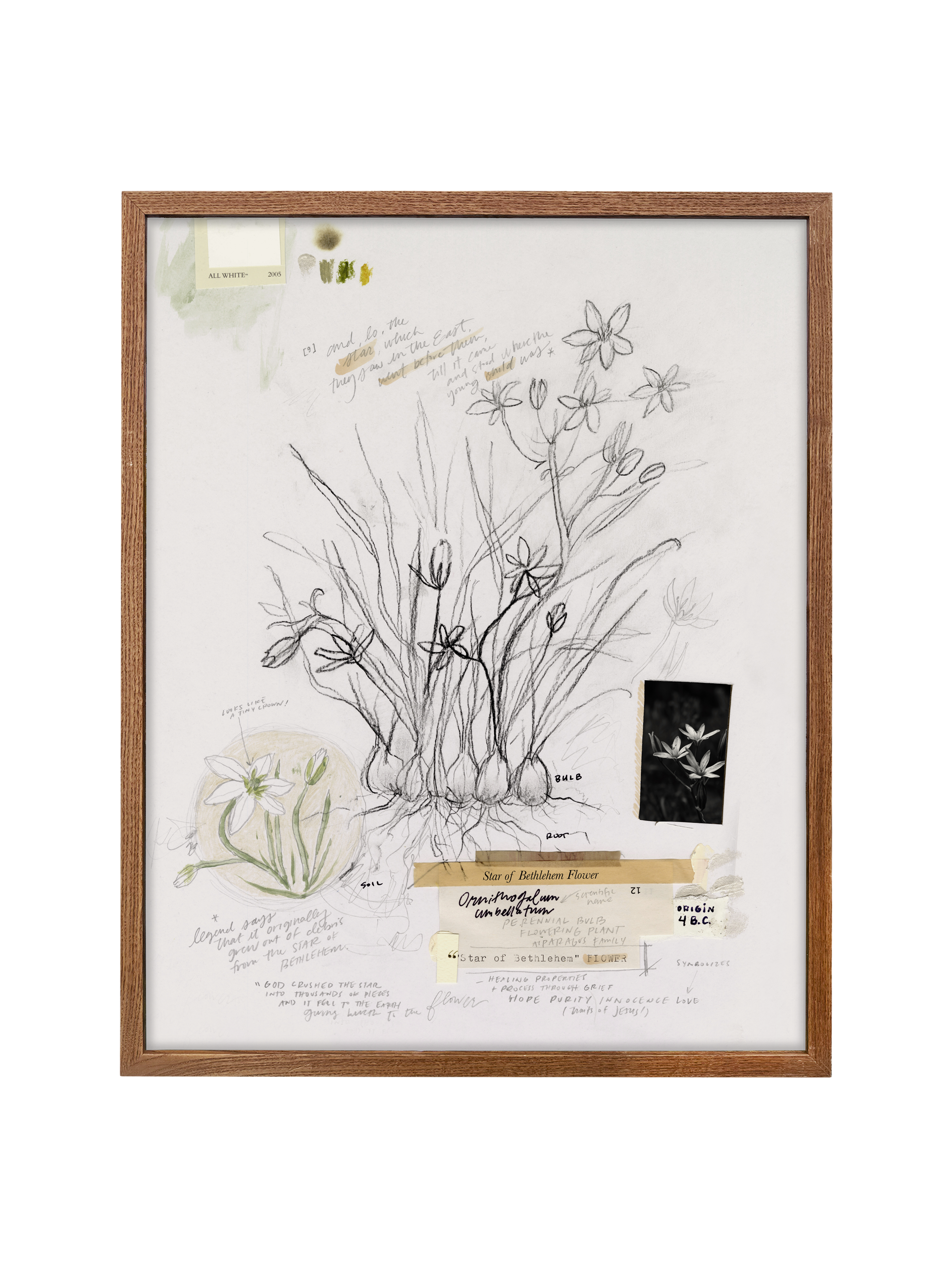 Star of Bethlehem Flower | Canvas
