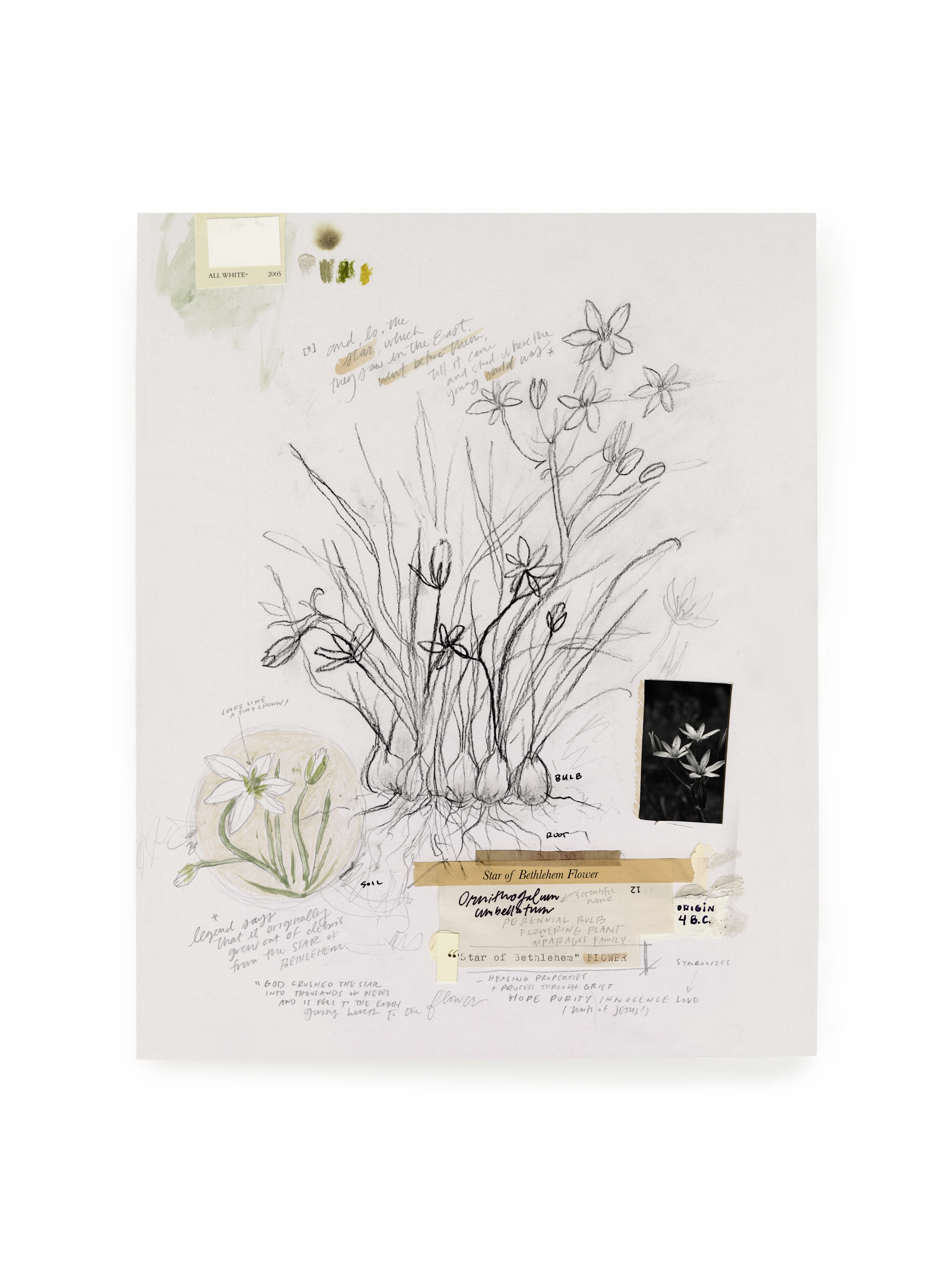 Star of Bethlehem Flower | Art Print