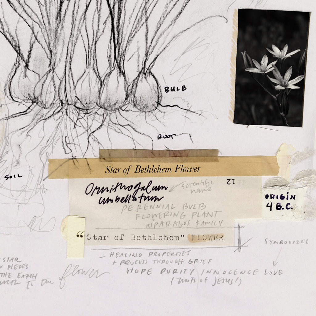 Star of Bethlehem Flower | Canvas