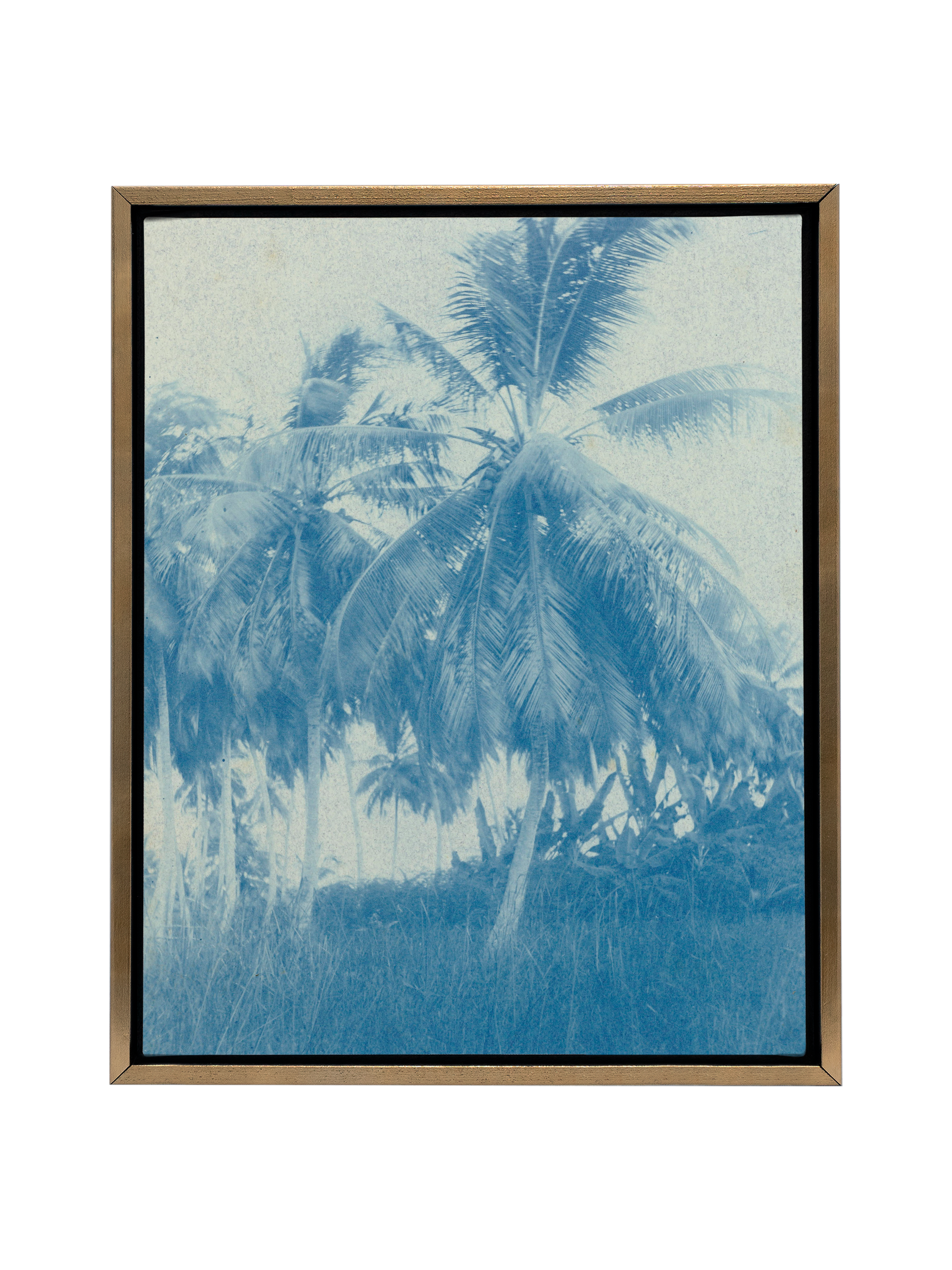 Cyanotype Palms | Canvas