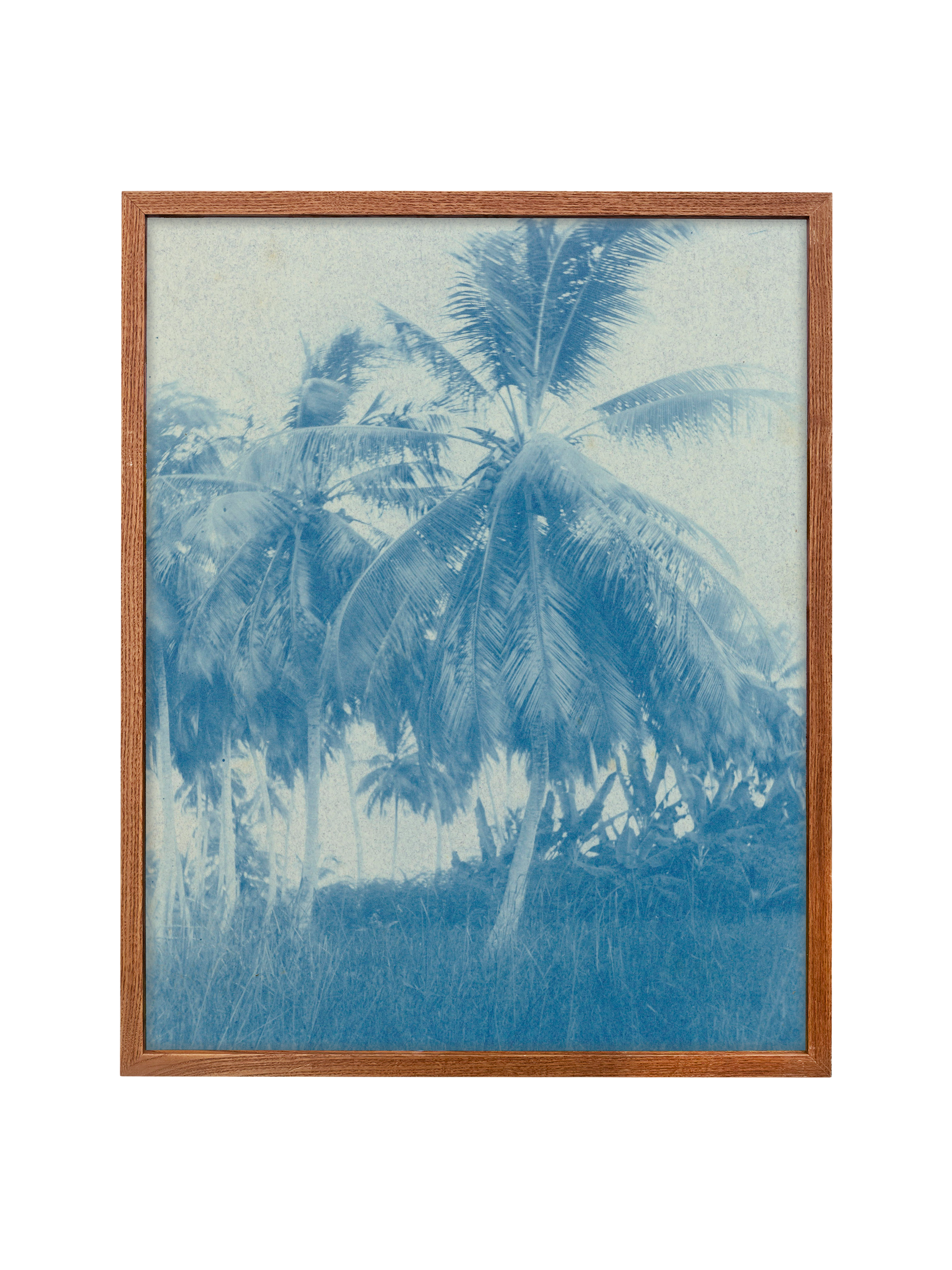 Cyanotype Palms | Canvas