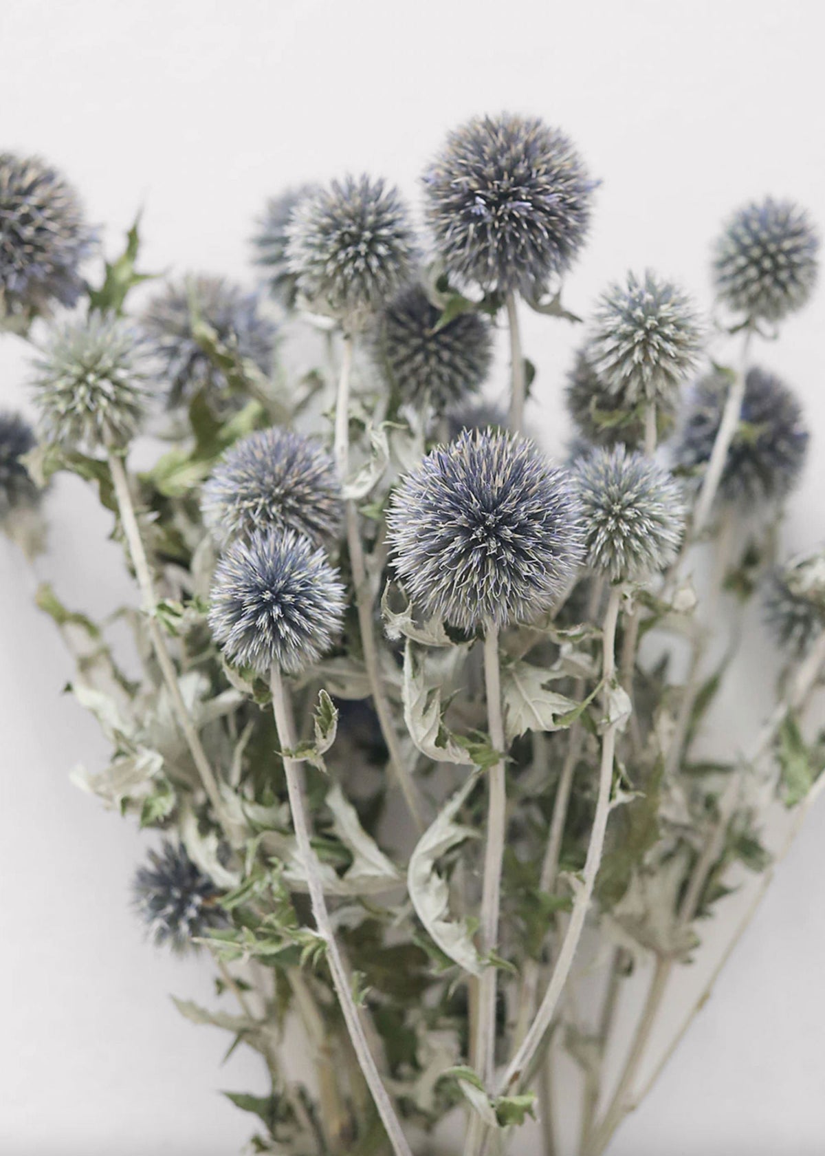 Blue Dried Echinops Globe Thistles - 16-22"