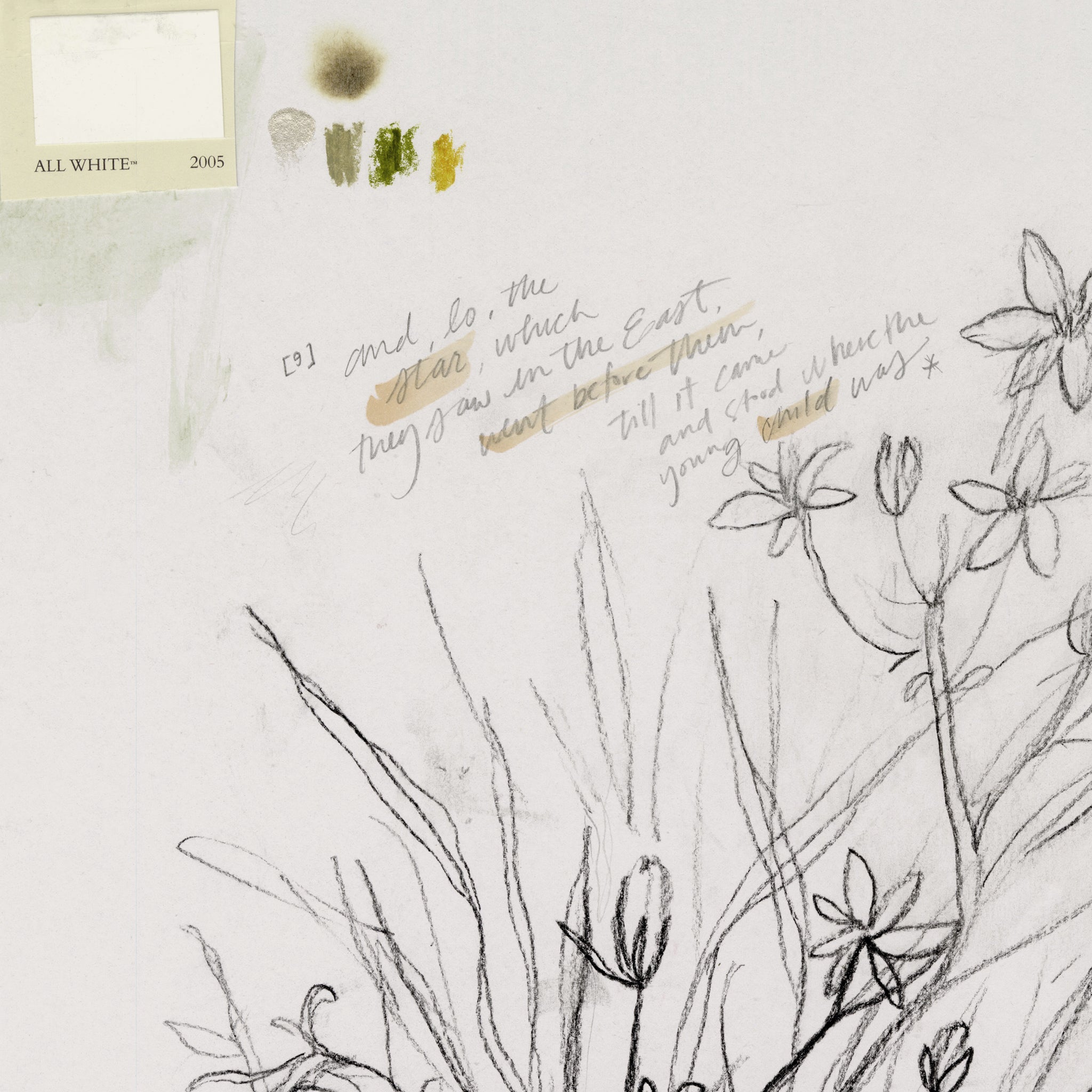 Star of Bethlehem Flower | Art Print