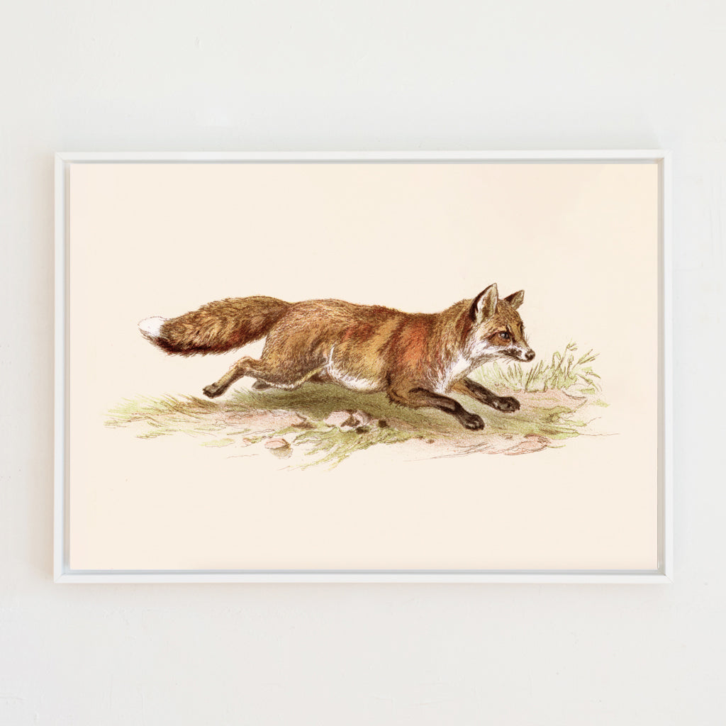 Foxy On The Run . Rectangle