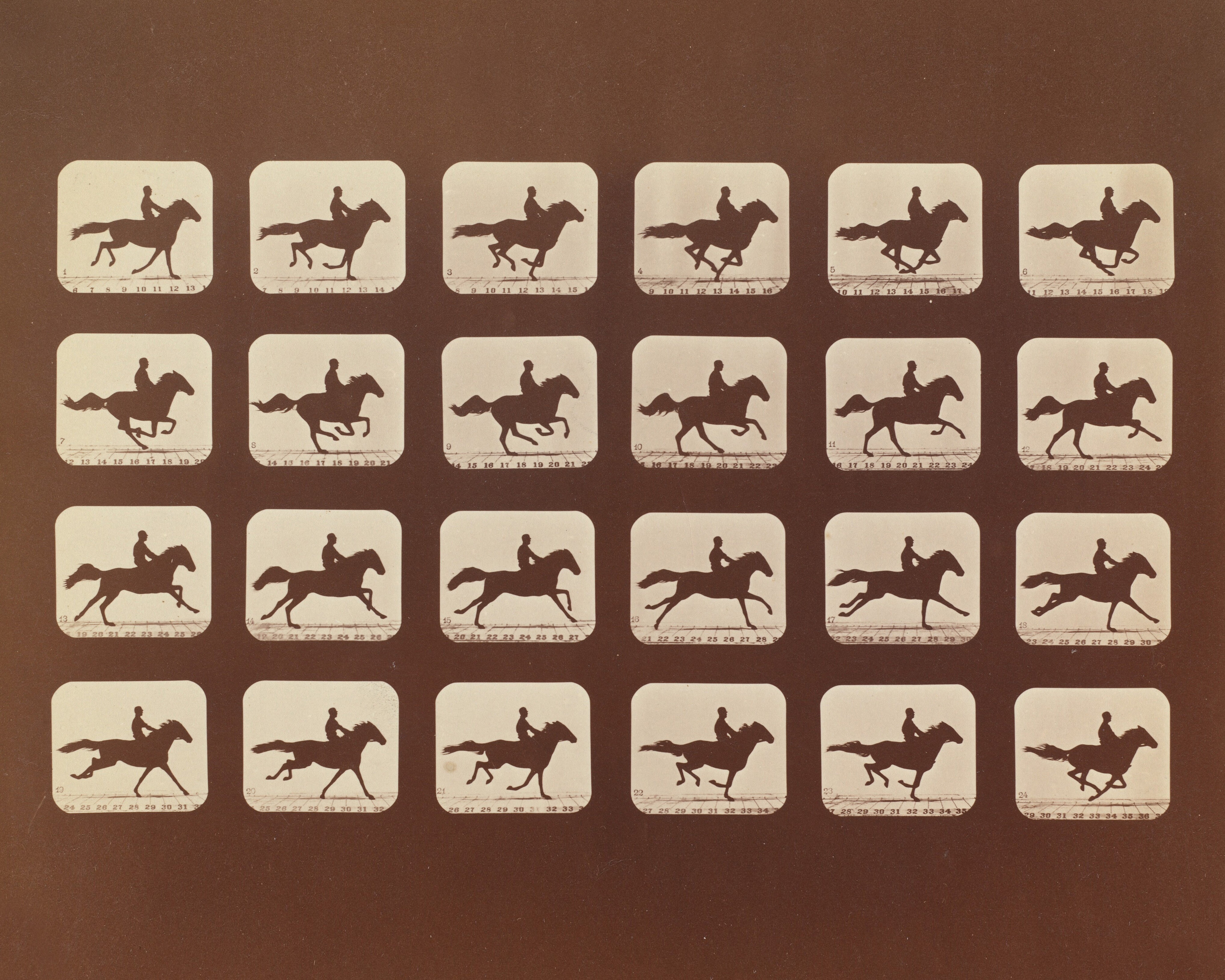 Horse on Film Art Print (Framing Available!)