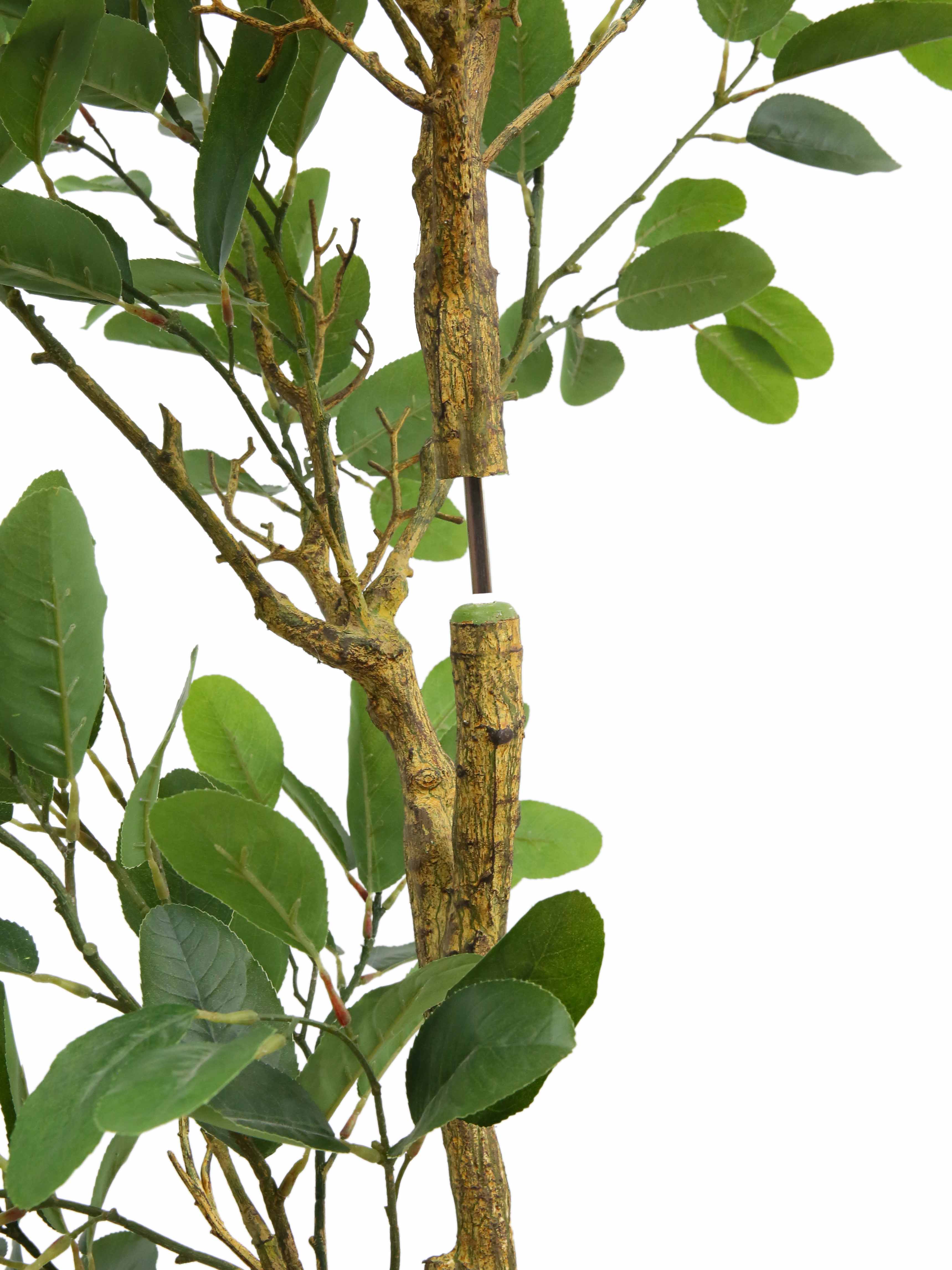 7' Citrus Lemon Tree