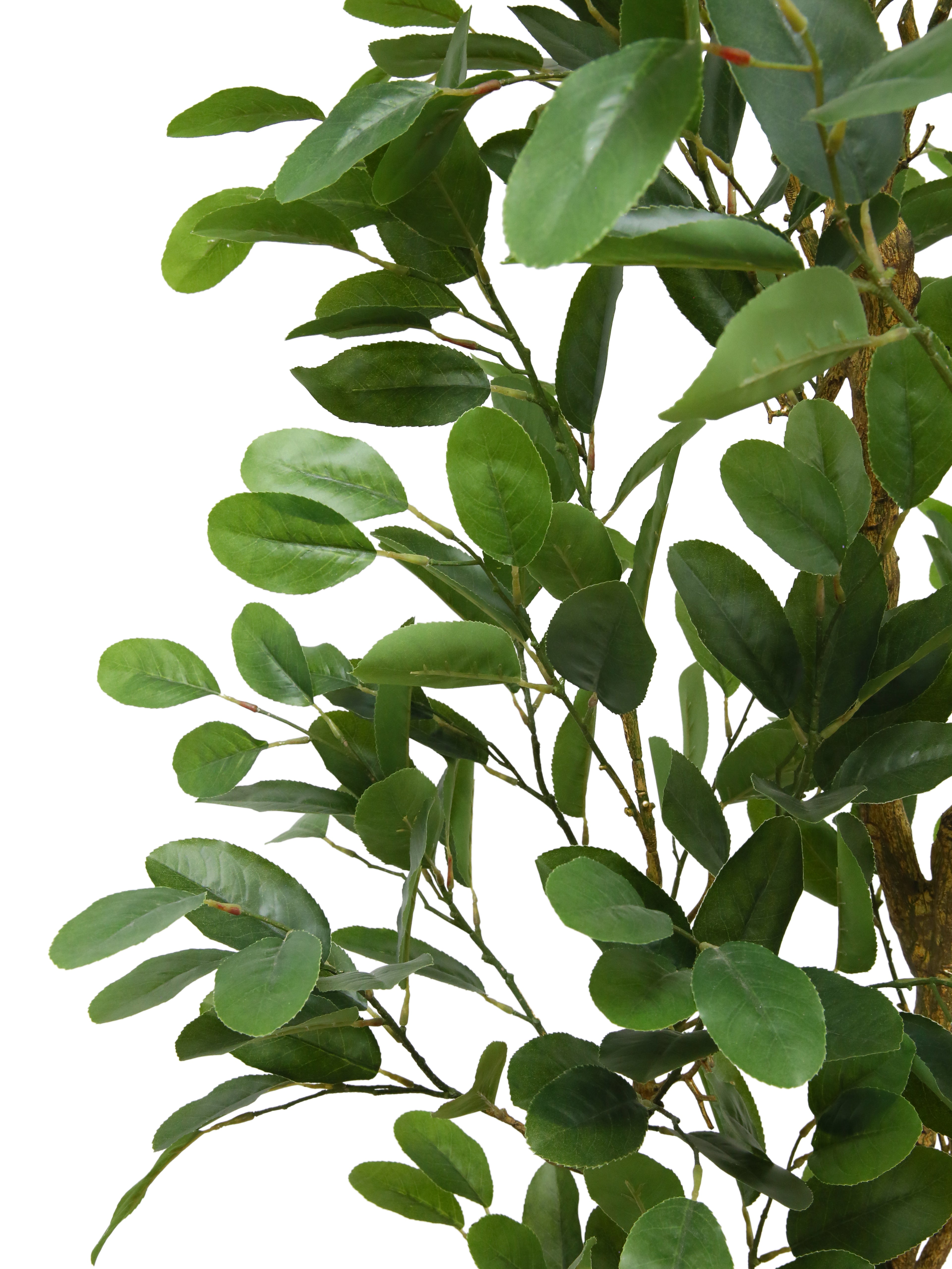 7' Citrus Lemon Tree