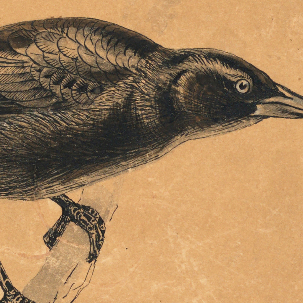 the blackbird sketch design details