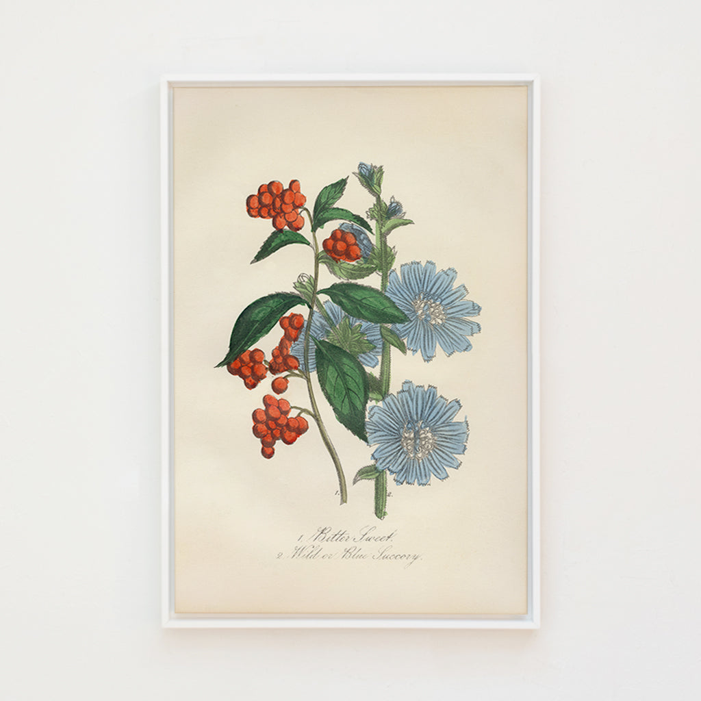 Bittersweet & Wild Chicory | Canvas