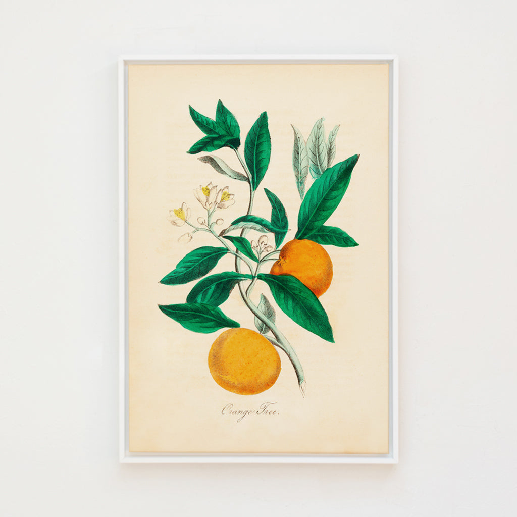 orange tree botanical canvas