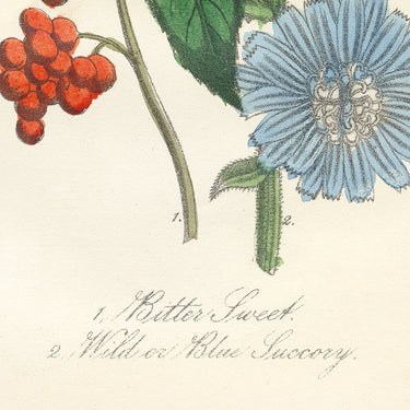 Bittersweet & Wild Chicory | Art Print