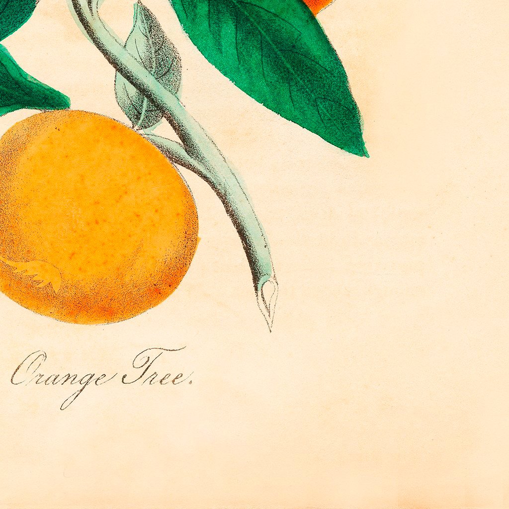 orange tree botanical canvas