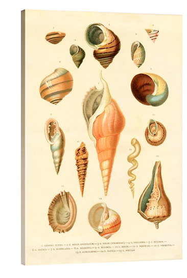 shells botanical art print