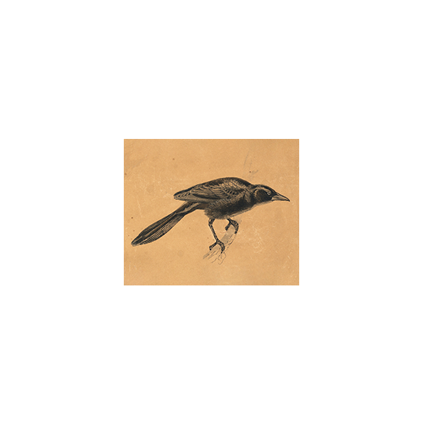 The Blackbird Sketch
