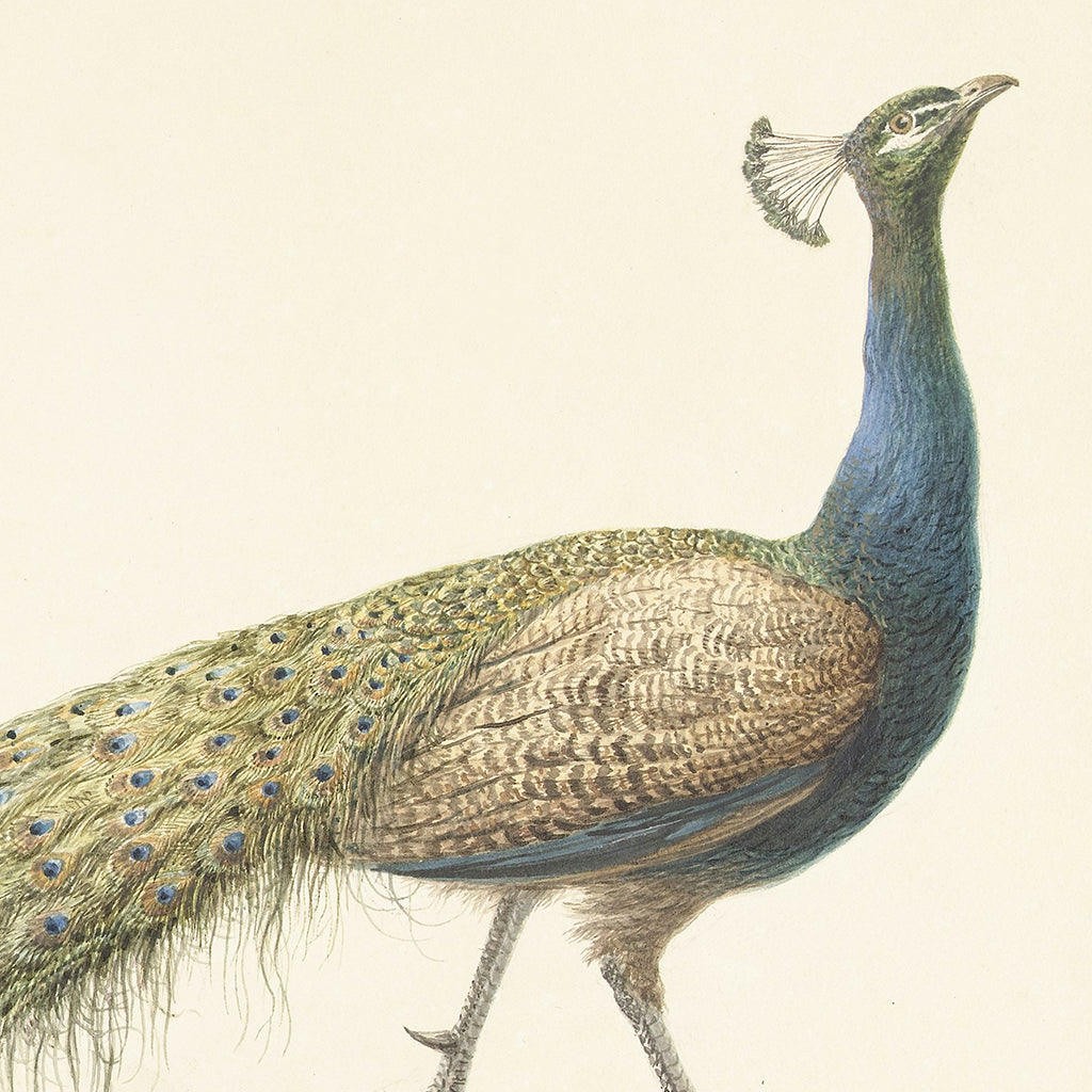 Mr. Peacock Luxe Art Print